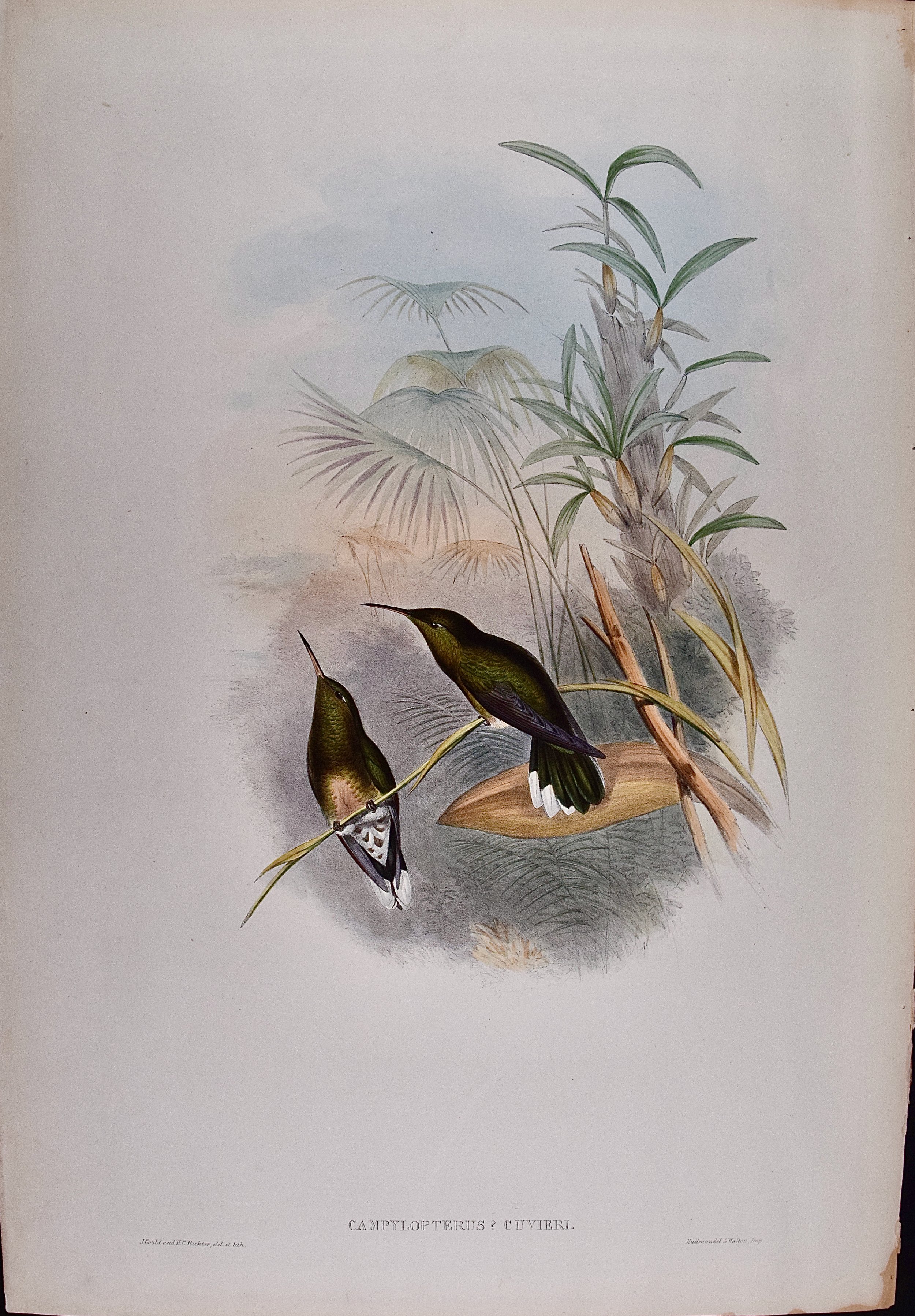 4843 Gould, Cuvier's Sabre-wing Hummingbird (Campylopterus Cuvieri).jpeg