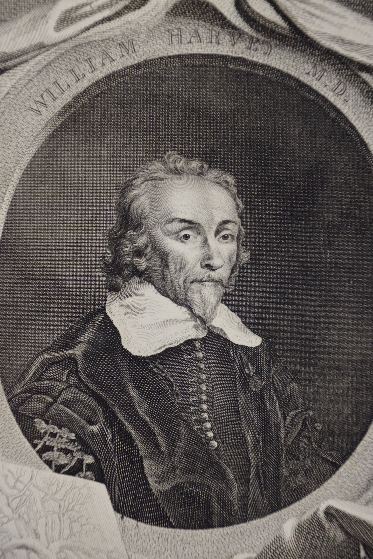 932B Houbraken, William Harvey, MD.jpeg
