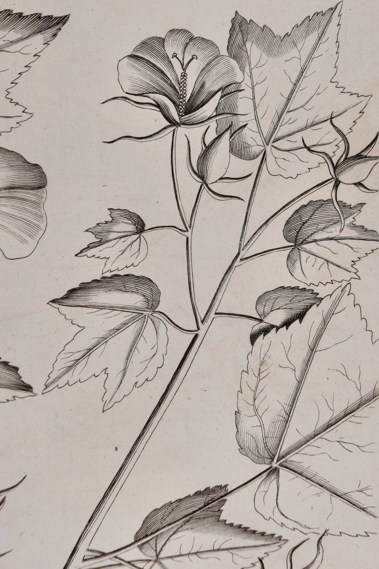 4761E Rheede, Katu-Belluren, Pl. 46 from Hortus Indicus Malabaricus.jpeg