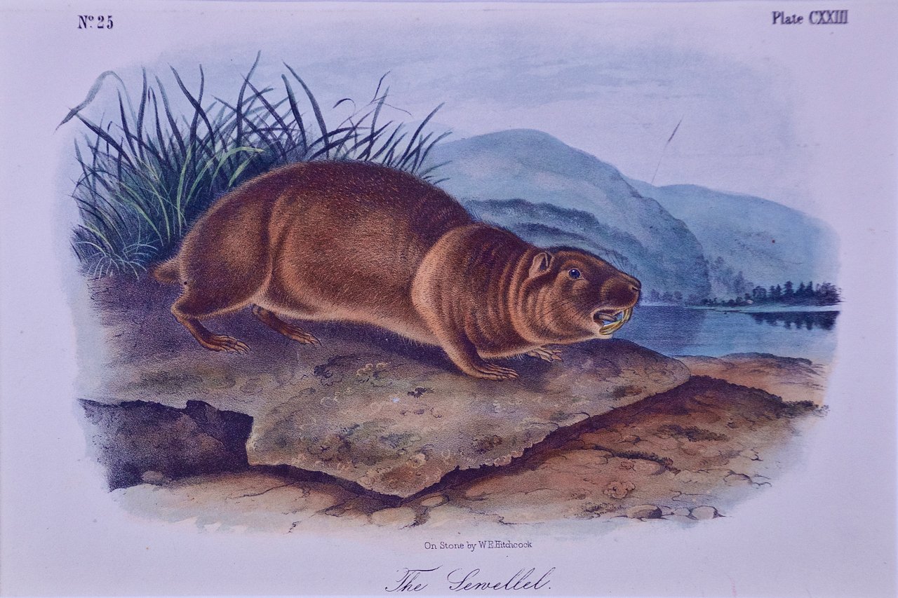 1751A Audubon, The Sewellel.jpg