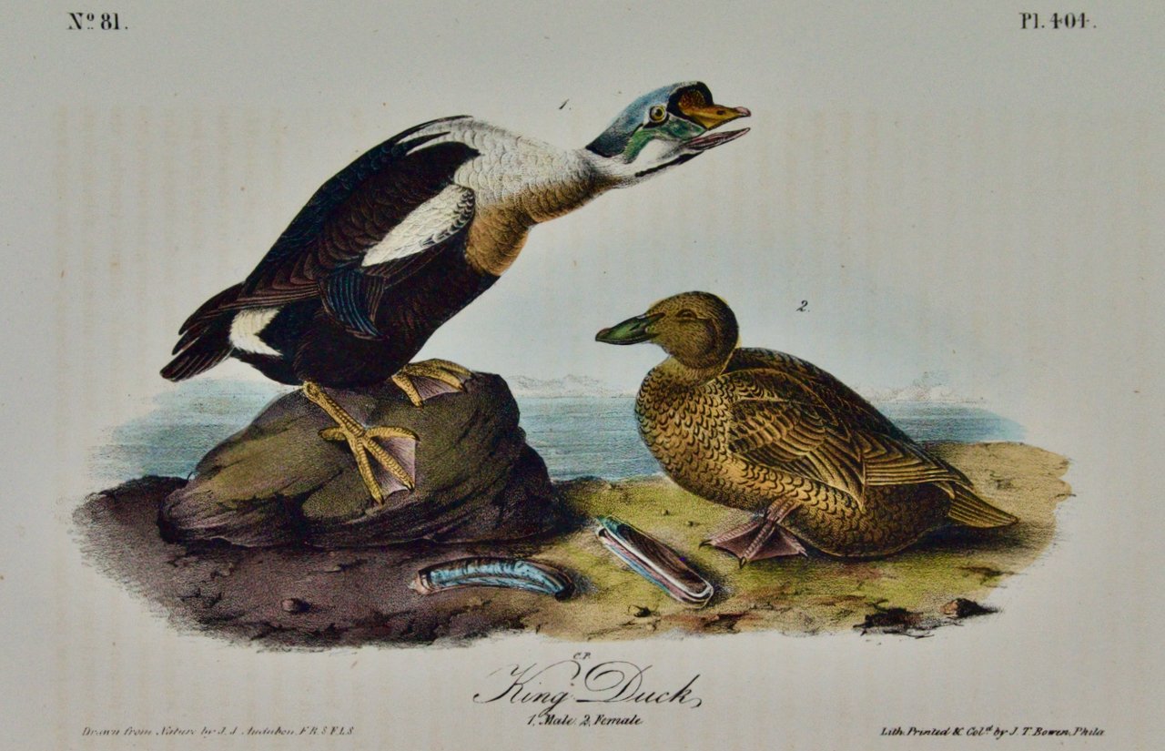 3660A Audubon, King Duck.jpeg