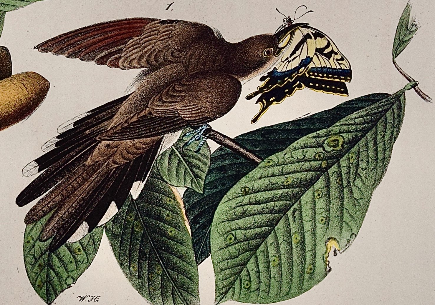5014C Audubon, Yellow-billed Cuckoo, 1. Male, 2, Female, Papaw Tree.jpeg