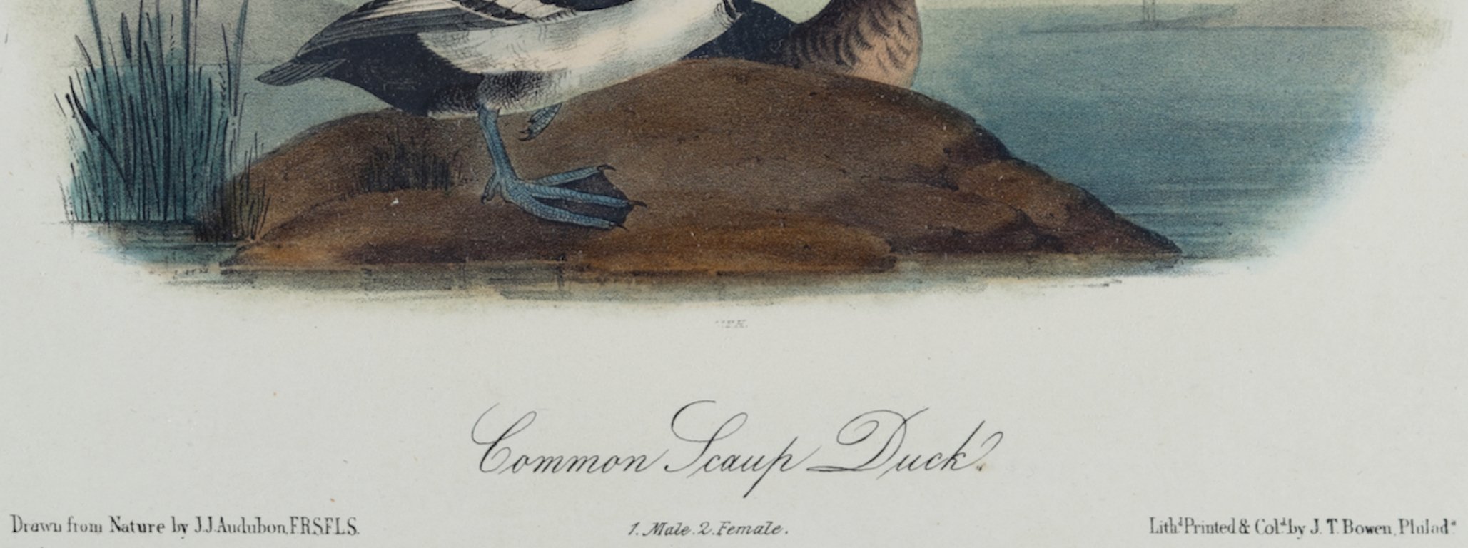 4345 Audubon, Common Scaup Duck (1).jpeg