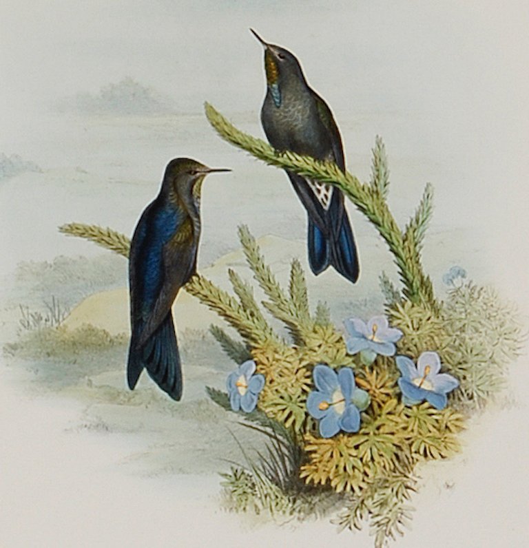 5226B Gould Raphofnicrm vulcani (Southern Thorn-Bill Hummingbirds) Pl. 186.jpeg