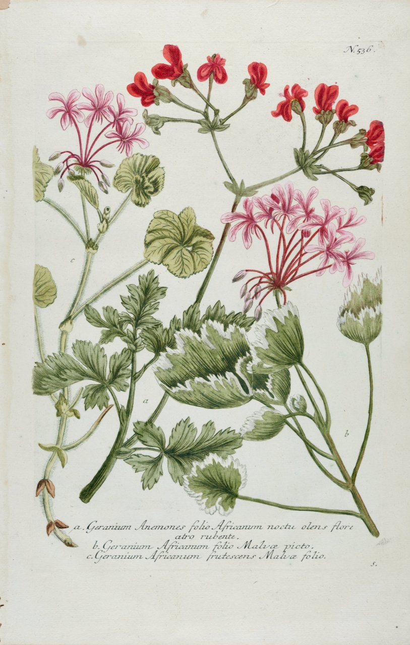 4867 Weinmann, Geranium Anemones folio Africanum (Red Geranium).jpeg