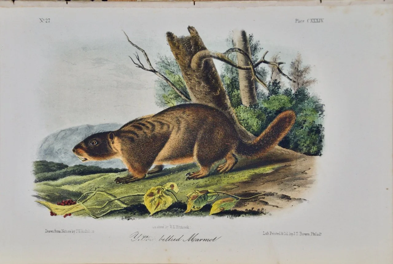 2095 Audubon, Yellow-bellied Marmot.jpeg
