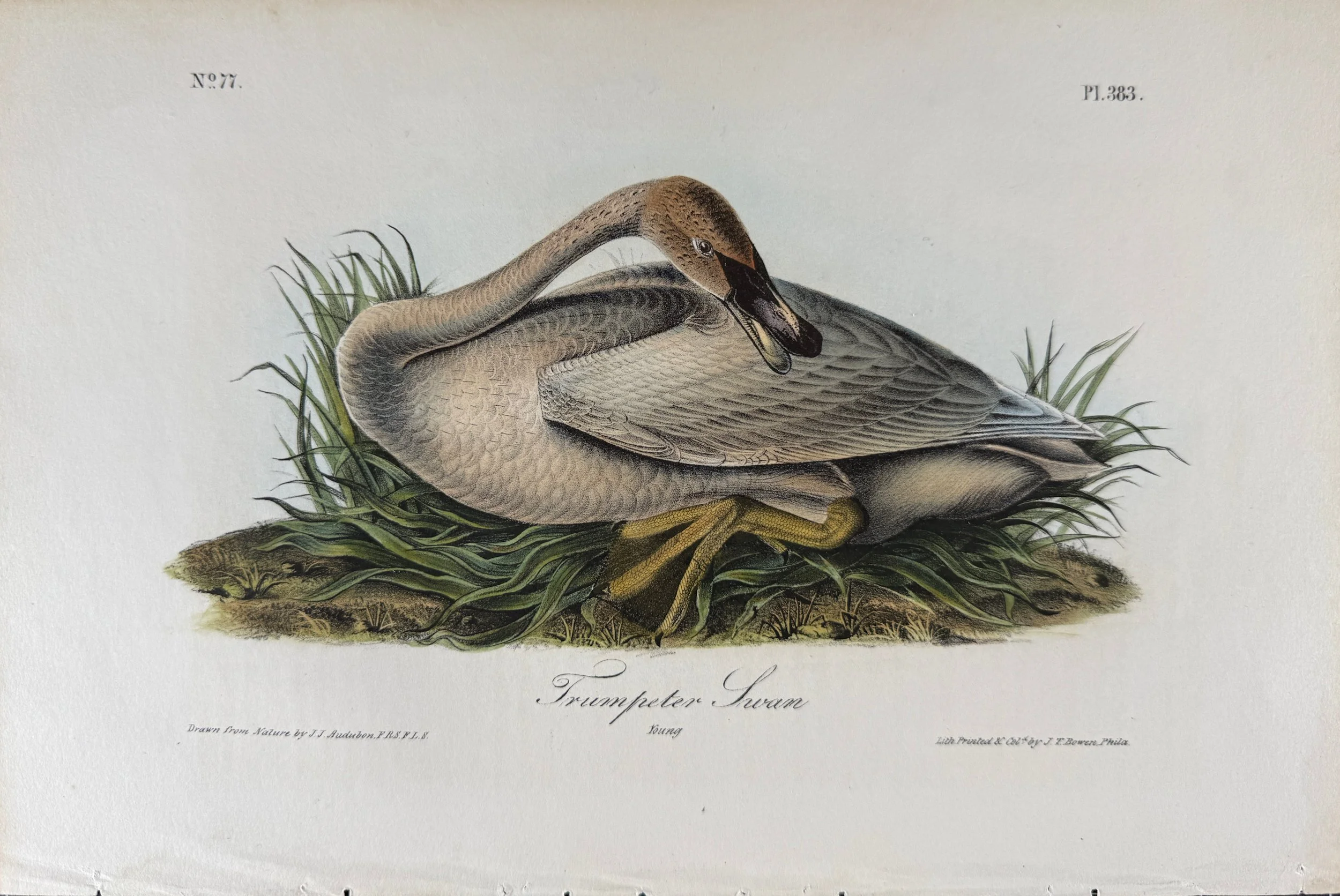 5564 Audubon, Trumpeter Swan, Young, No. 77, Pl. 383.jpeg