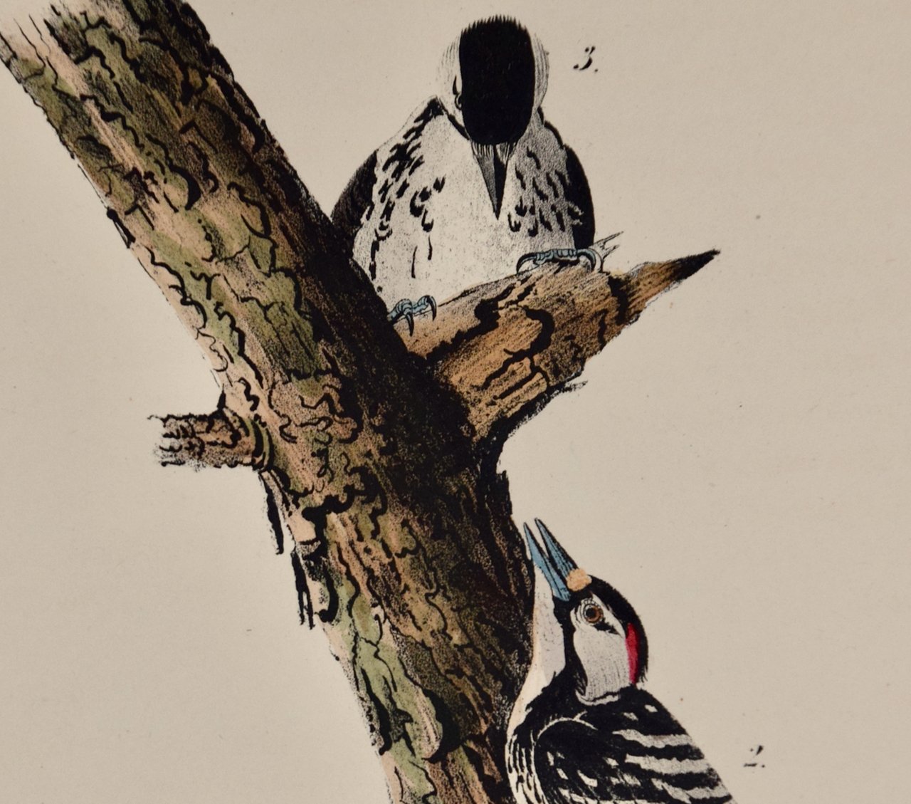 4934B Audubon, Red-cockaded Woodpecker, No. 53, Pl. 264.jpeg
