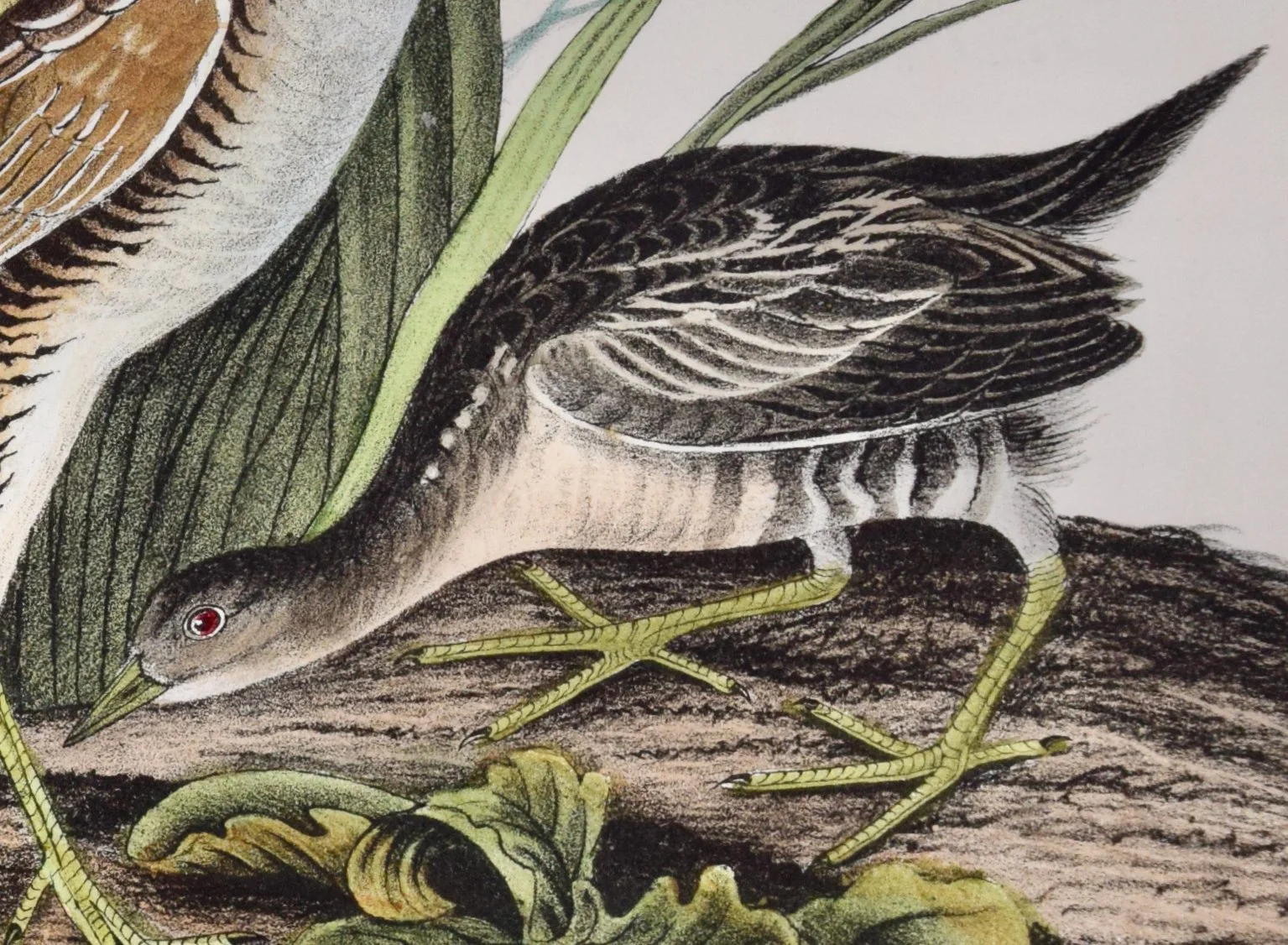 4959D Audubon, Sora Rail, No. 62, Pl. 306 (1).jpeg