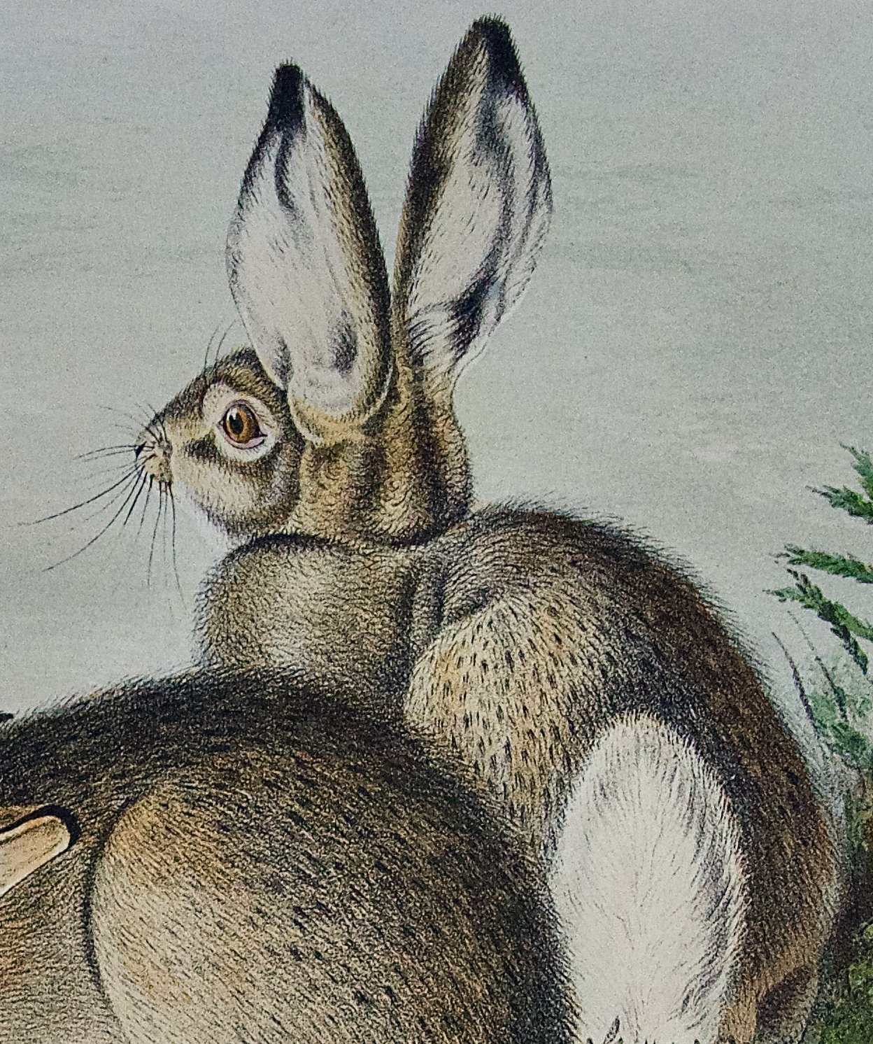 2252D Audubon, Townsend's Rocky Mountain Hare.jpeg