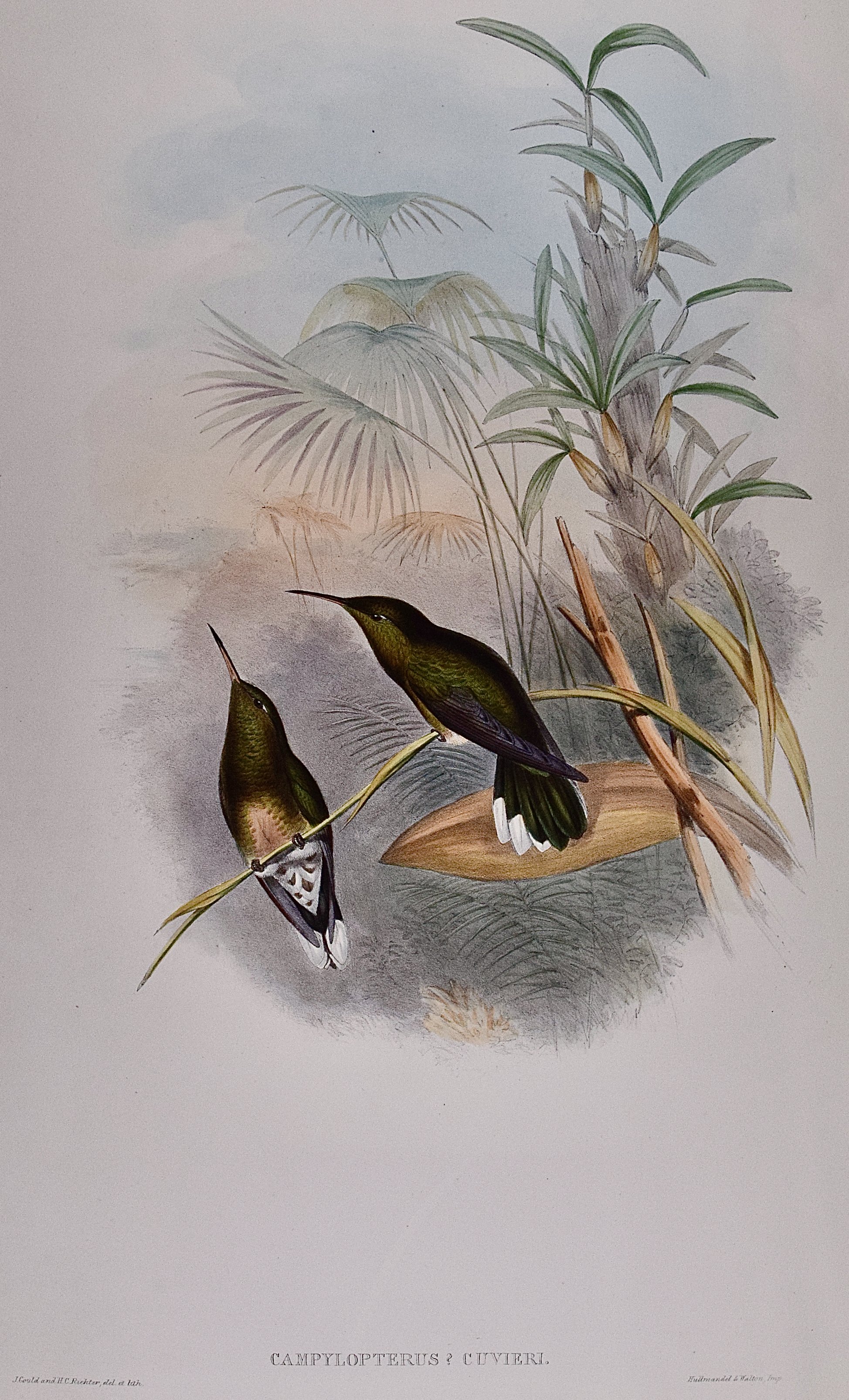 4843A Gould, Cuvier's Sabre-wing Hummingbird (Campylopterus Cuvieri).jpeg