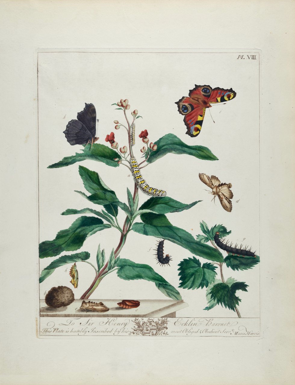 4879 Harris, Water Betony Moth, Peacock Butterfly, Pl. 8.jpeg