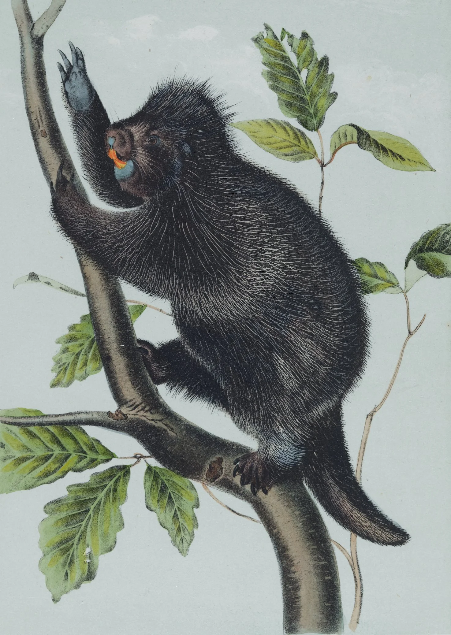 4876A Audubon, Canada Porcupine (1).jpeg