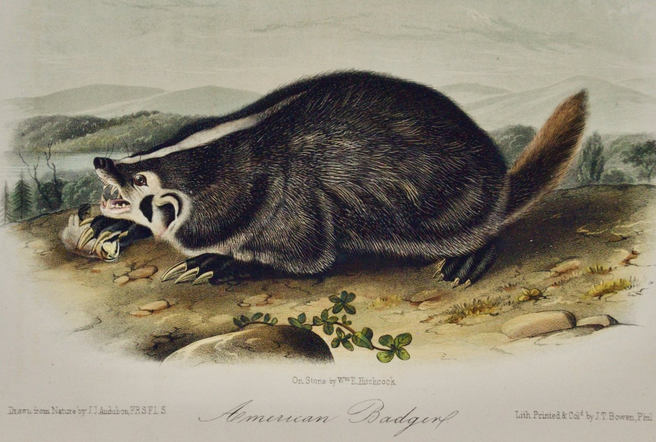 2108A Audubon, American Badger.jpeg