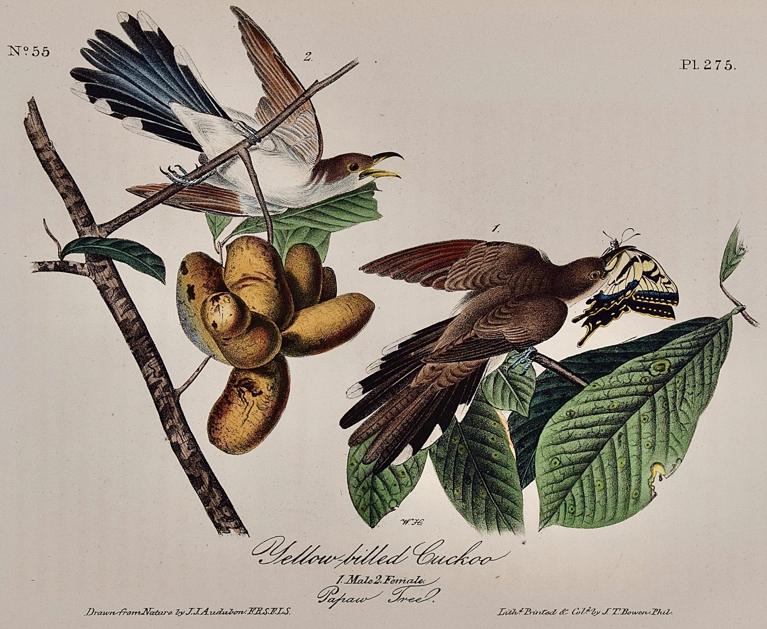 5014A Audubon, Yellow-billed Cuckoo, 1. Male, 2, Female, Papaw Tree.jpeg