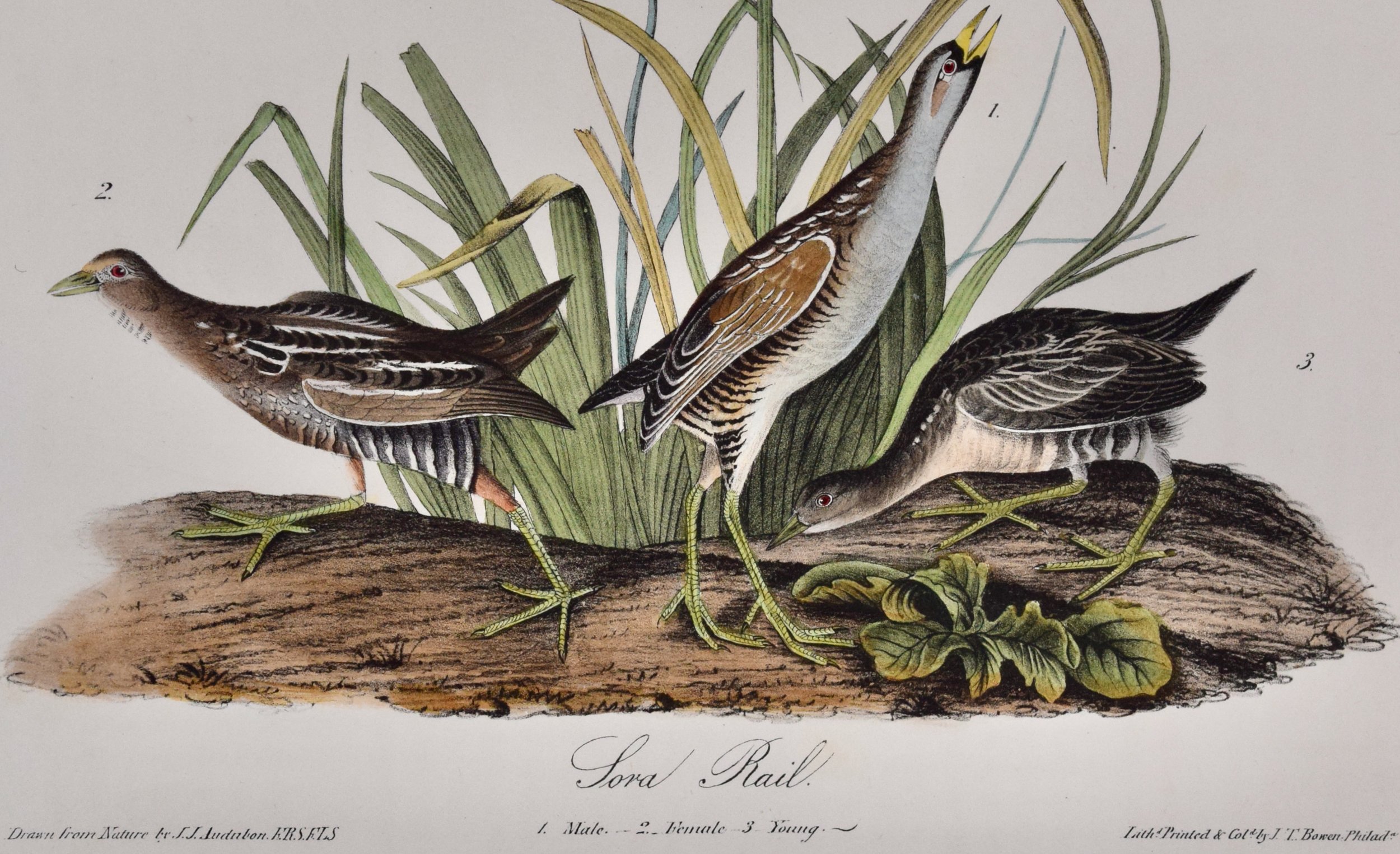 4959E Audubon, Sora Rail, No. 62, Pl. 306 (1).jpeg