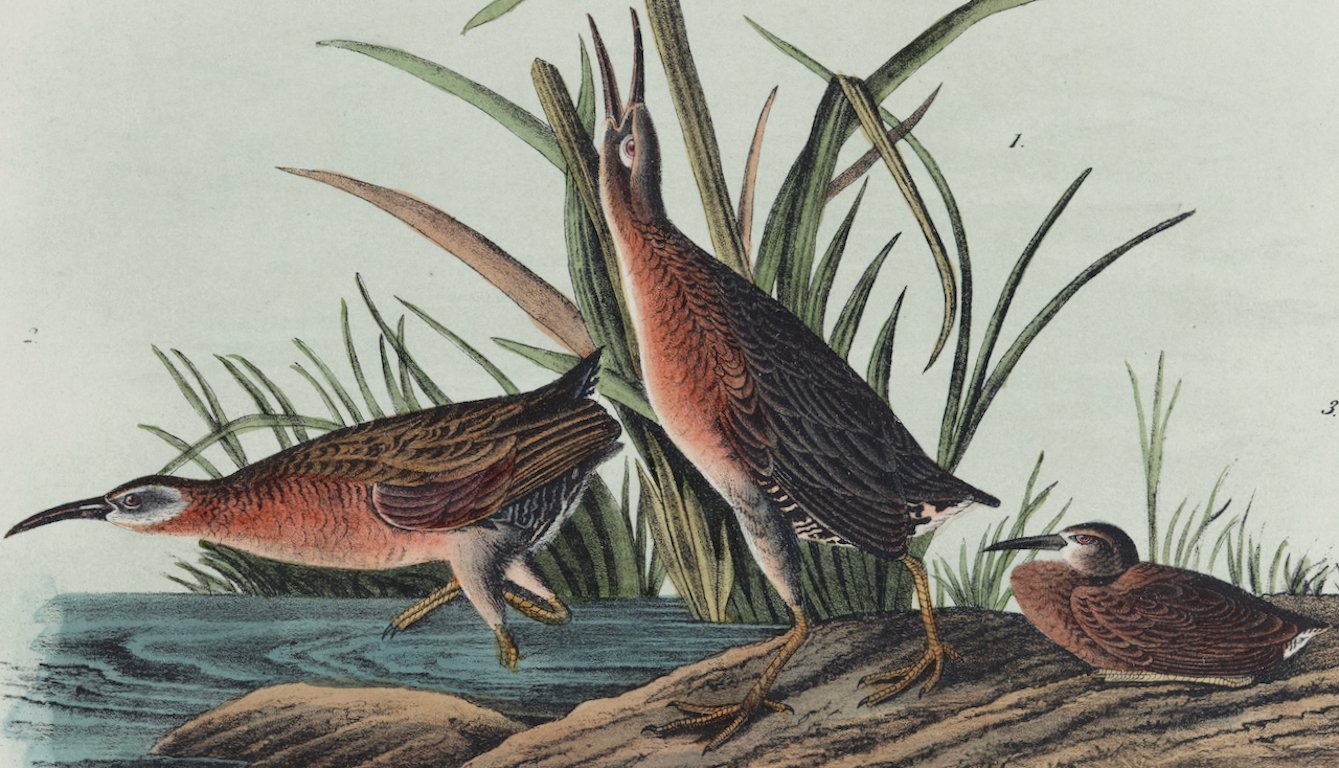 4379B Audubon, Virginian Rail.jpeg