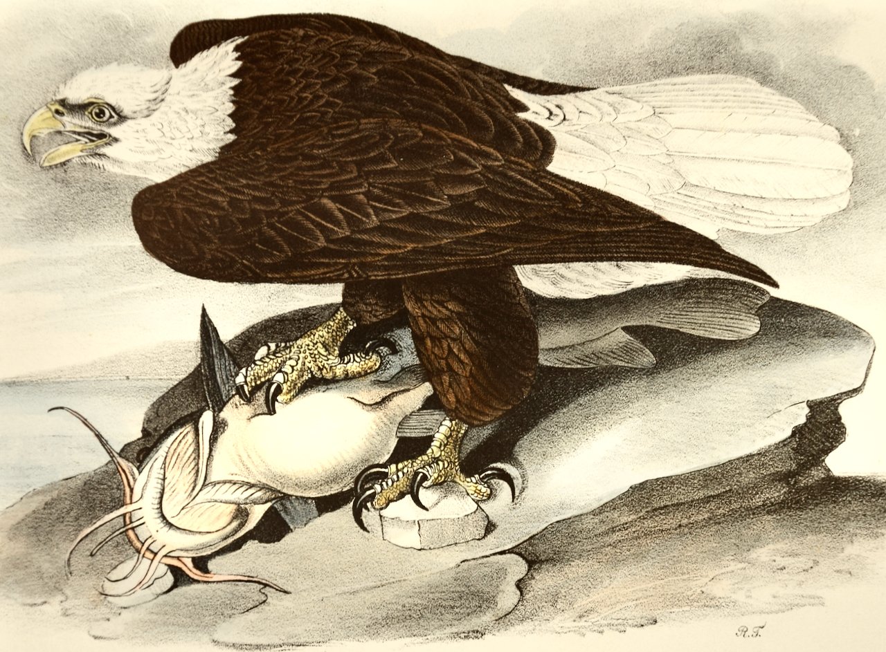 2274A Audubon, White-headed Sea Eagle (Bald Eagle).jpeg