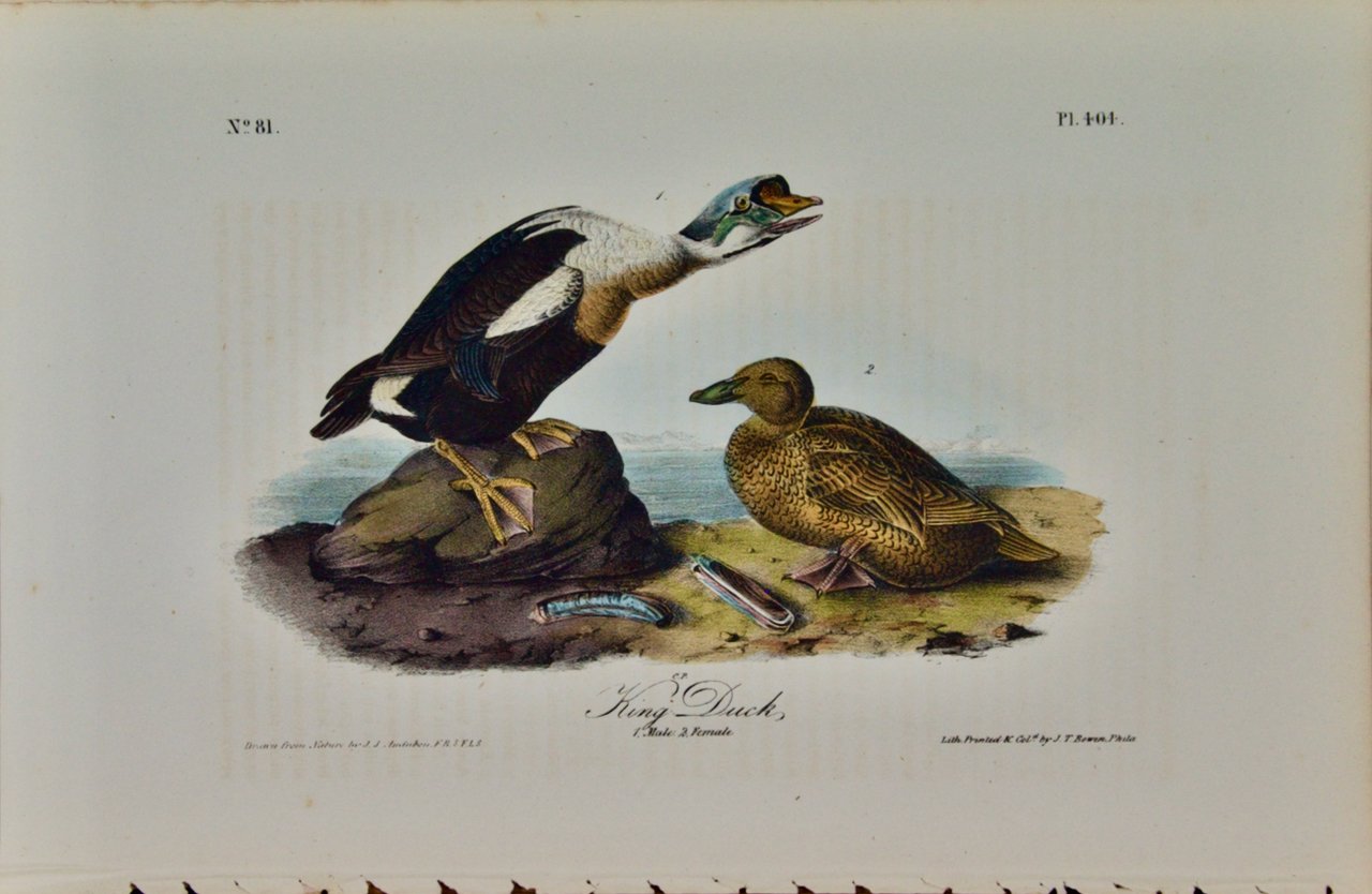 3660 Audubon, King Duck.jpeg