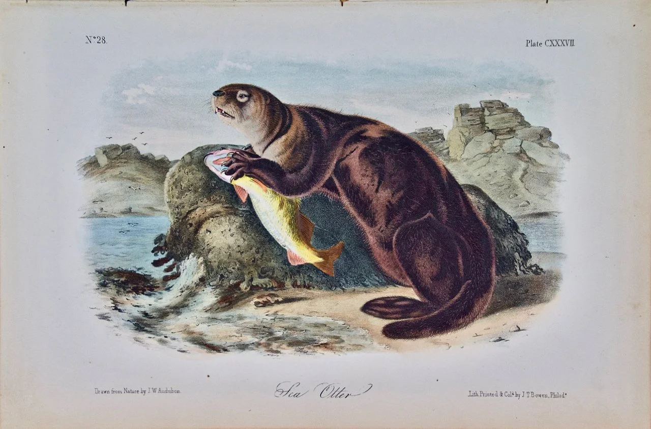 2287 Audubon, Sea Otter.jpeg