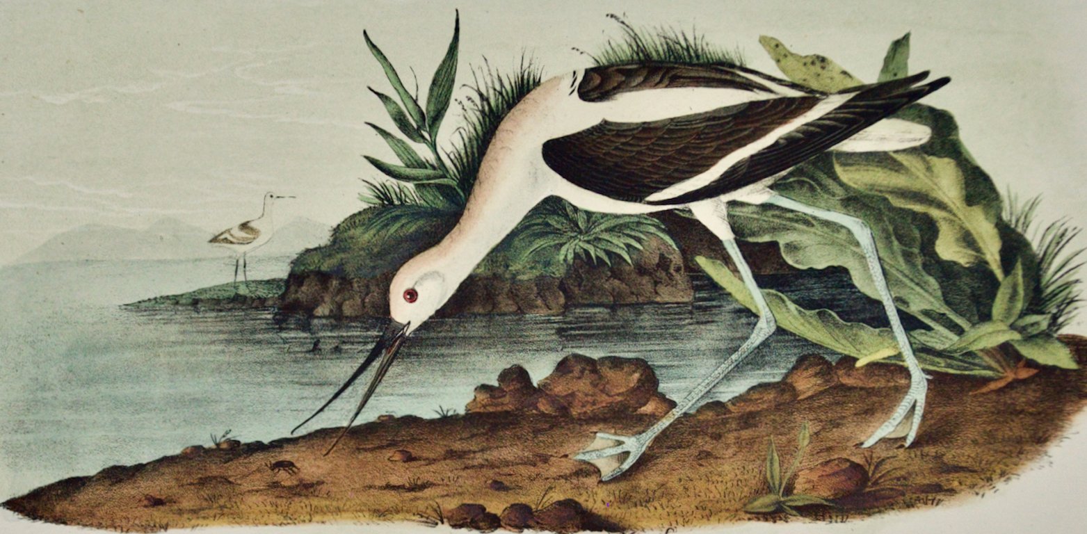 2195A Audubon, American Avocet.jpeg