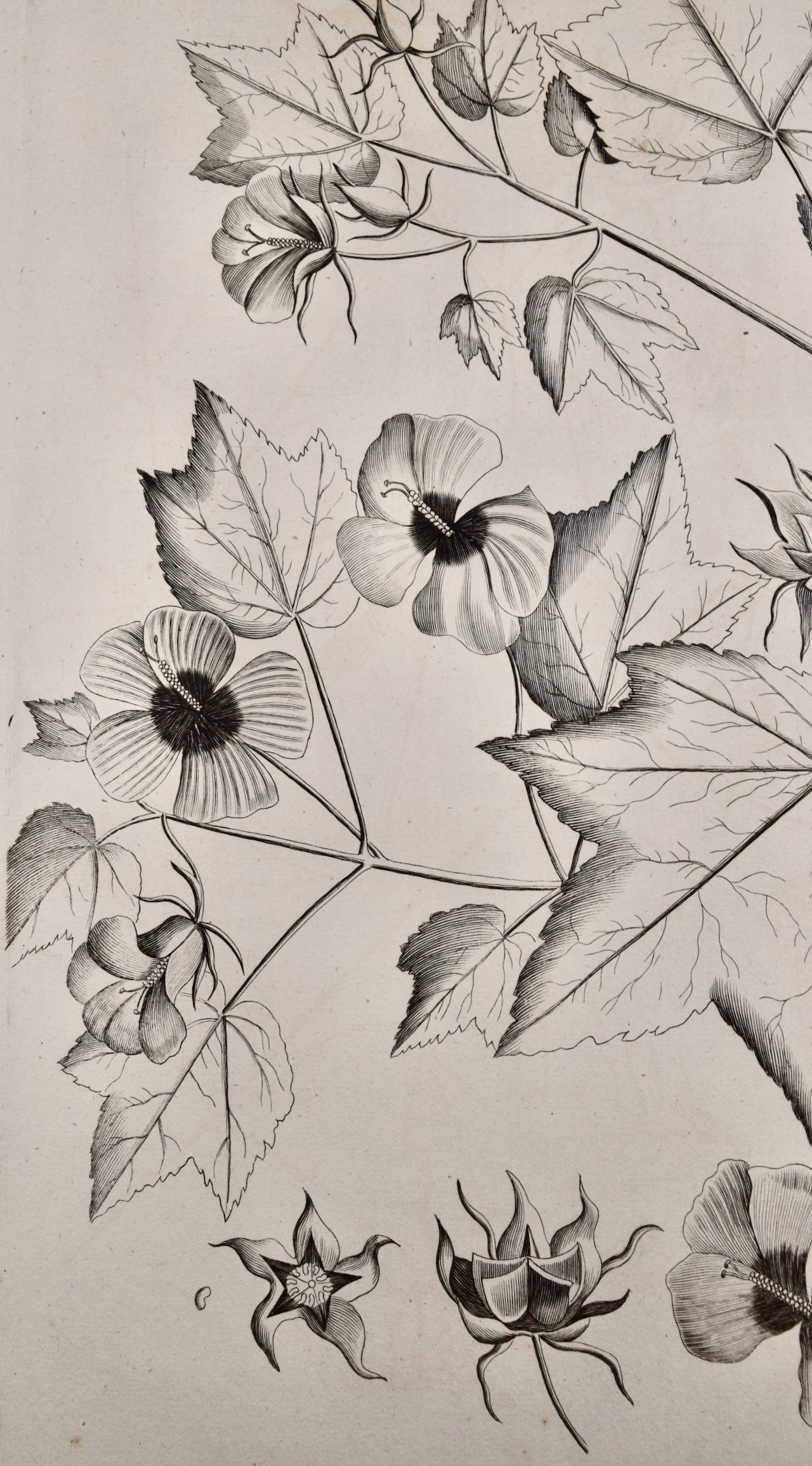 4761D Rheede, Katu-Belluren, Pl. 46 from Hortus Indicus Malabaricus.jpeg