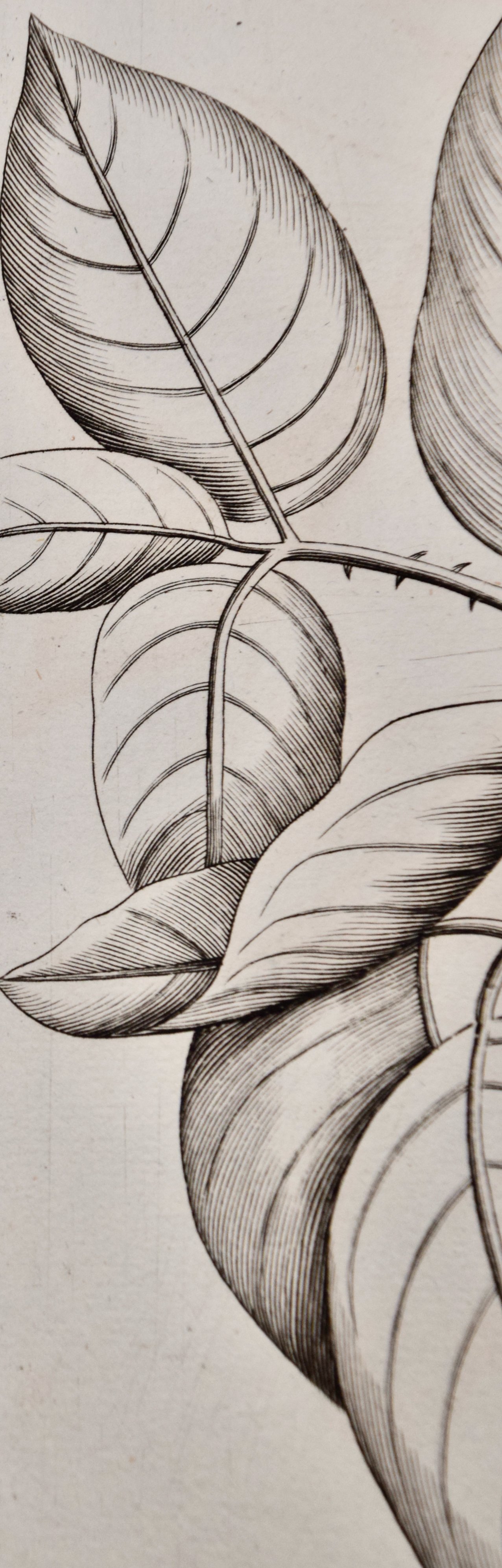 4760E Rheede, Ban Caretti, Pl. 20 from Hortus Indicus Malabaricus.jpeg