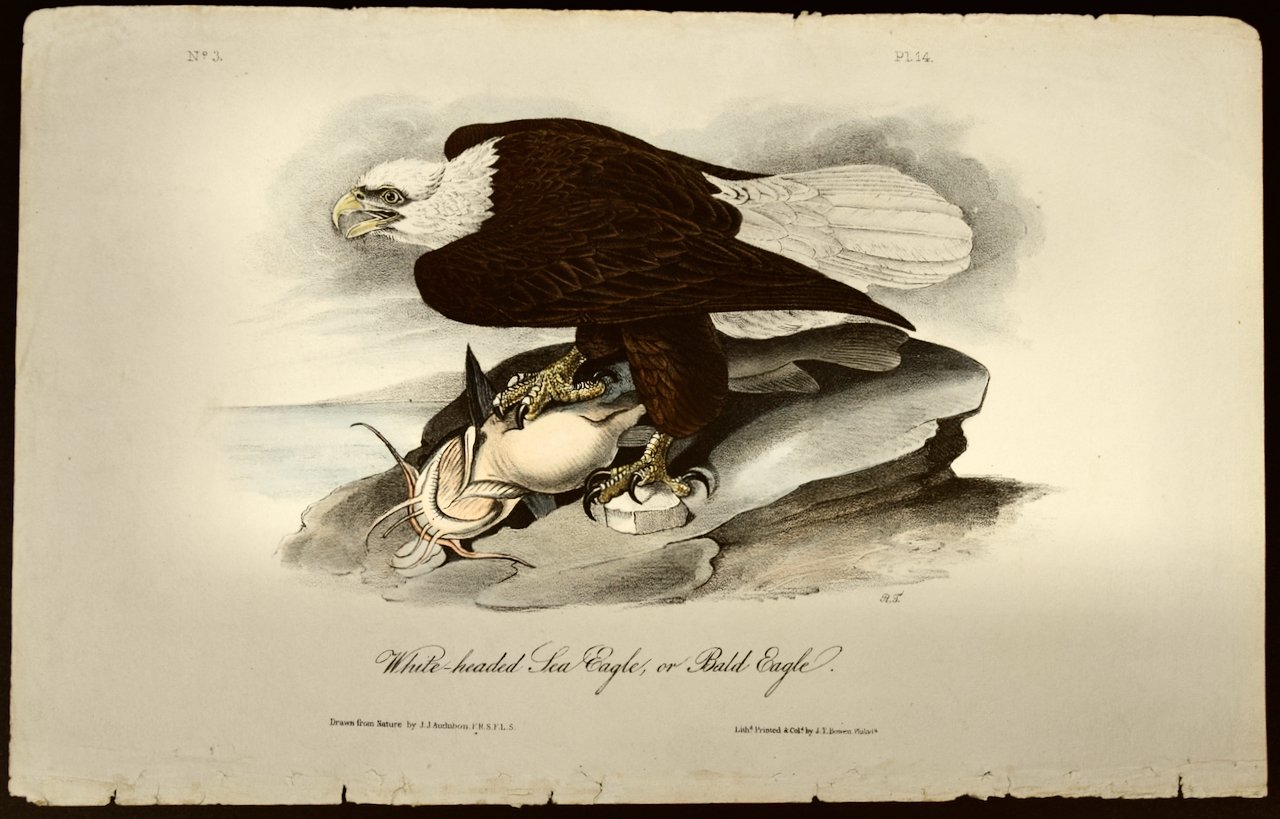 2274 Audubon, White-headed Sea Eagle (Bald Eagle).jpeg