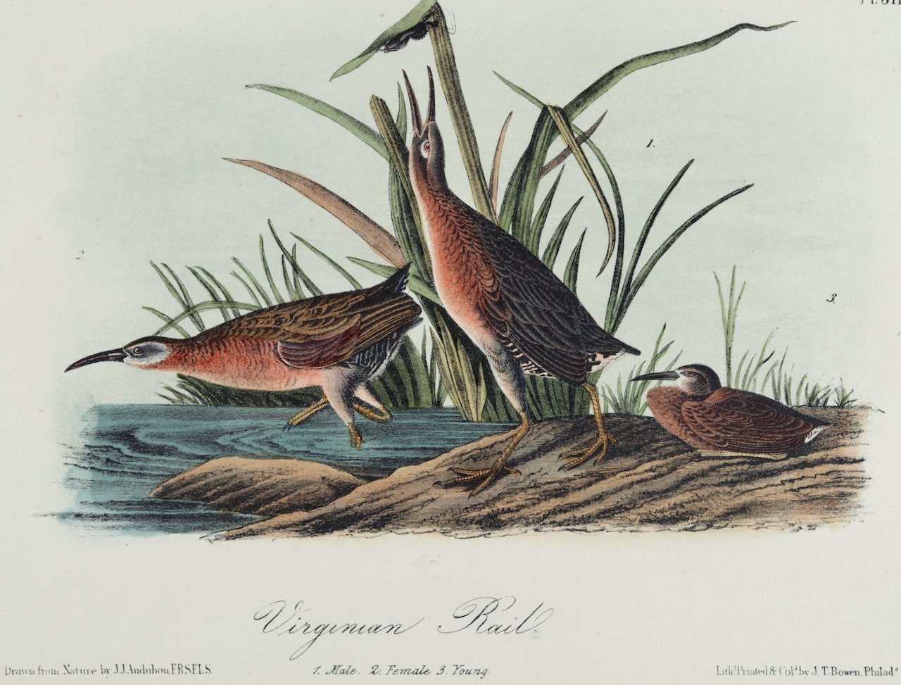 4379C Audubon, Virginian Rail.jpeg