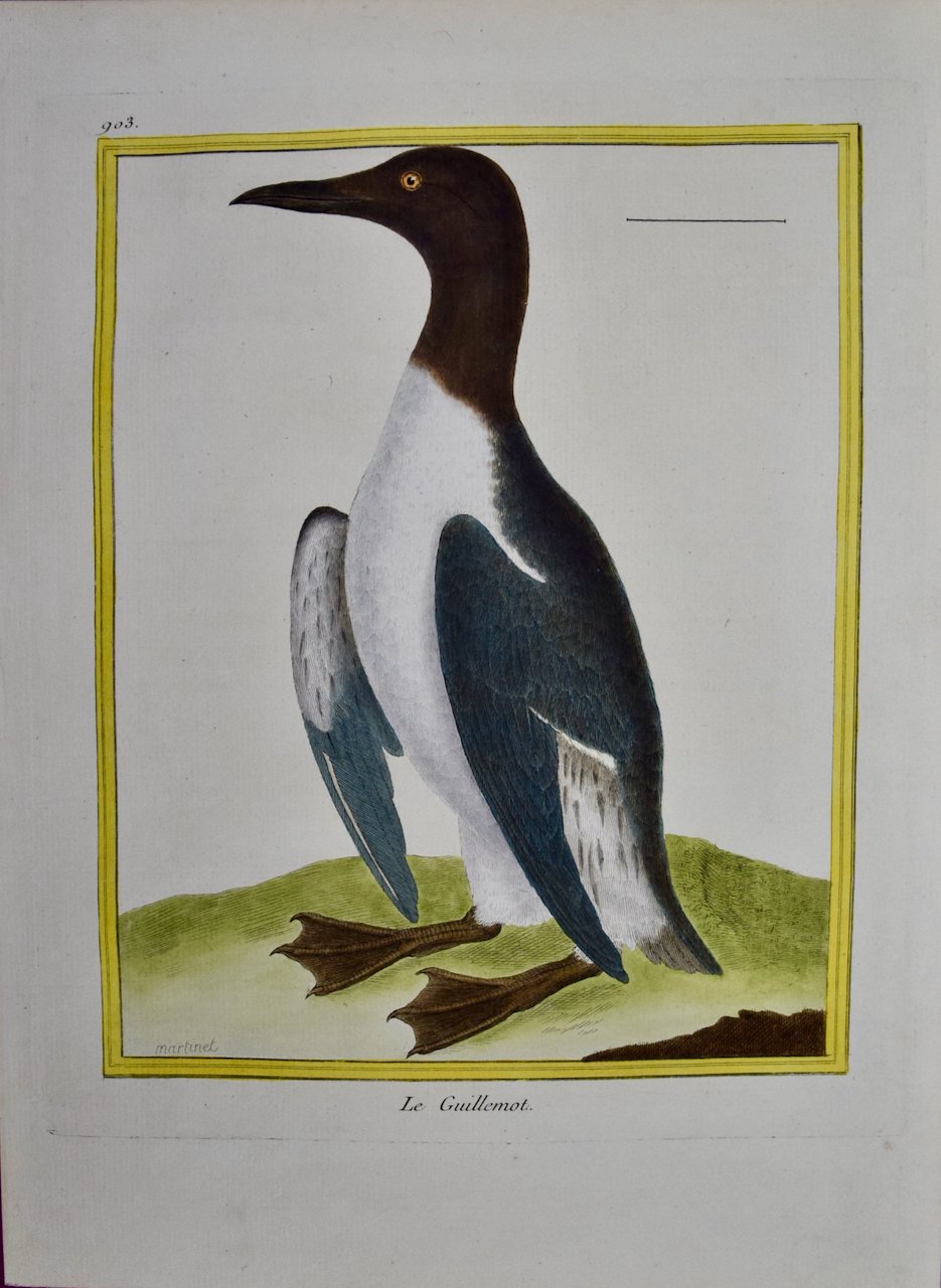 4527 Martinet, Le Guillemot, Pl.903.jpeg