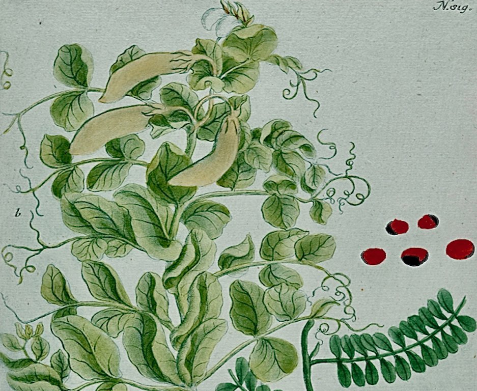 4179B Weinmann, Pisum Minus sine Putamine , Pl. 819.jpeg