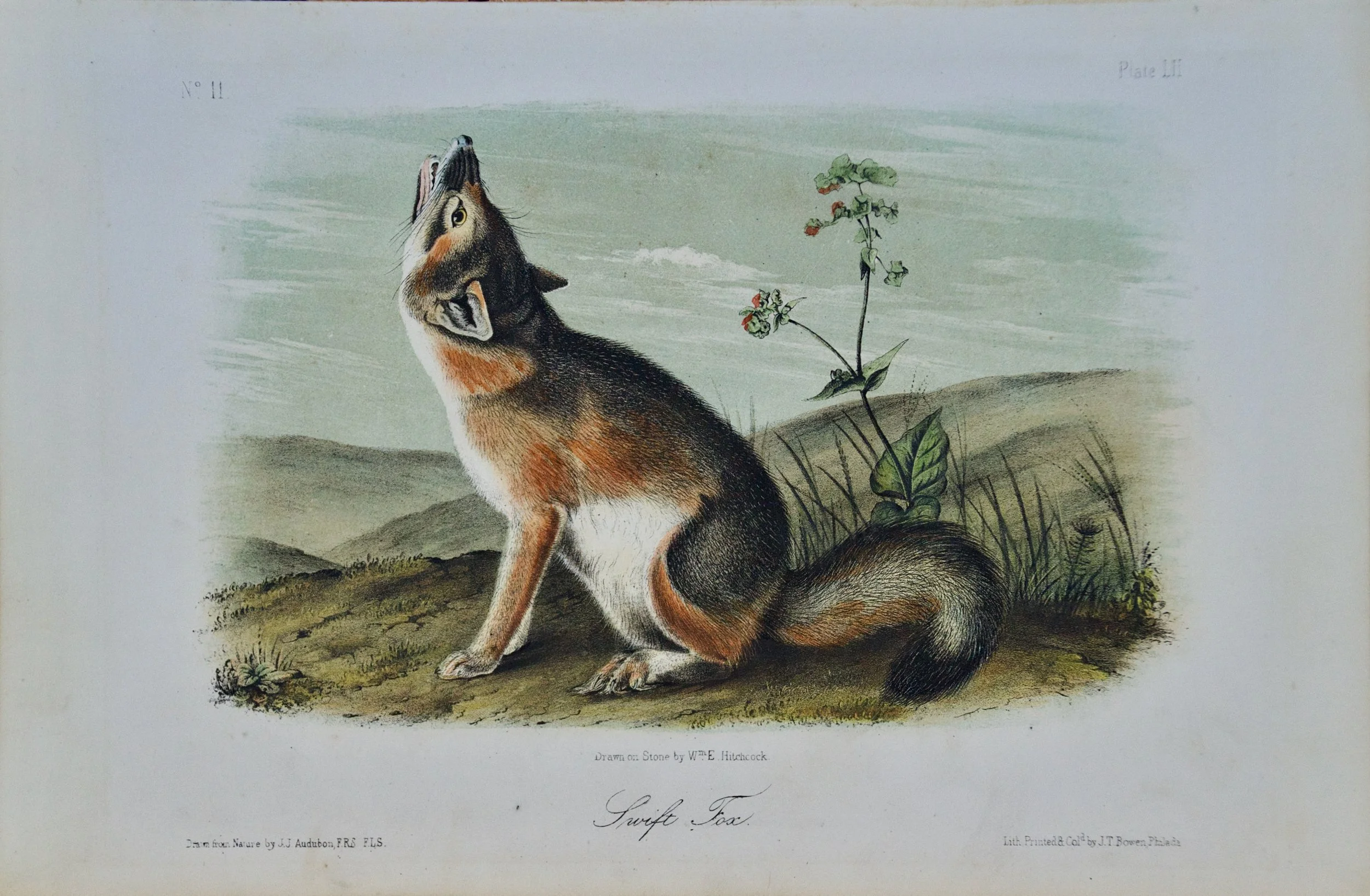2203 Audubon, Swift Fox.jpeg