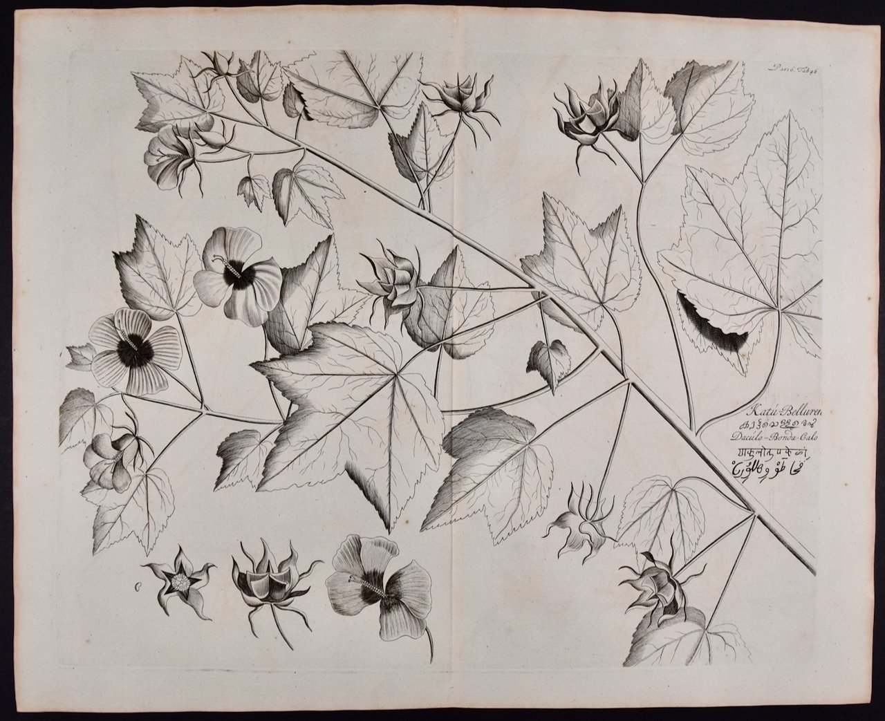 4761 Rheede, Katu-Belluren, Pl. 46 from Hortus Indicus Malabaricus.jpeg