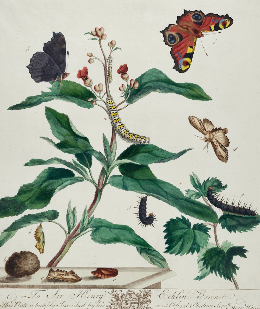 4879A Harris, Water Betony Moth, Peacock Butterfly, Pl. 8.jpeg