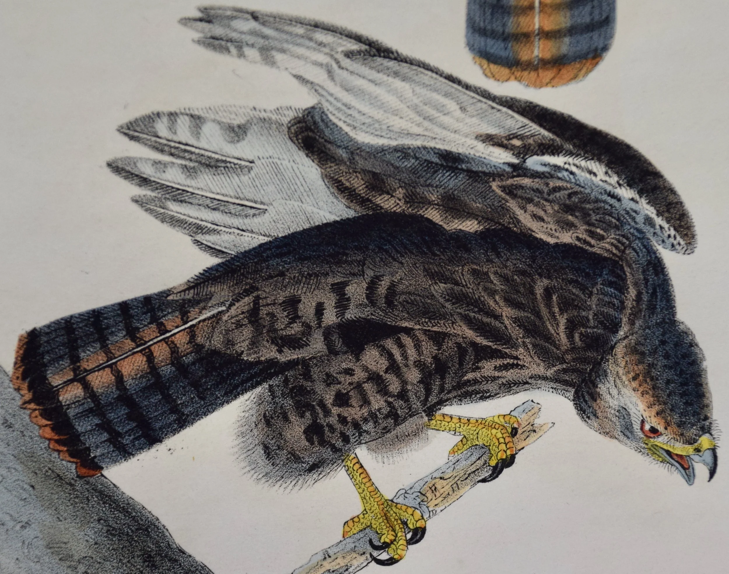 2609C Audubon, Harlan's Buzzard, No. 8.jpeg