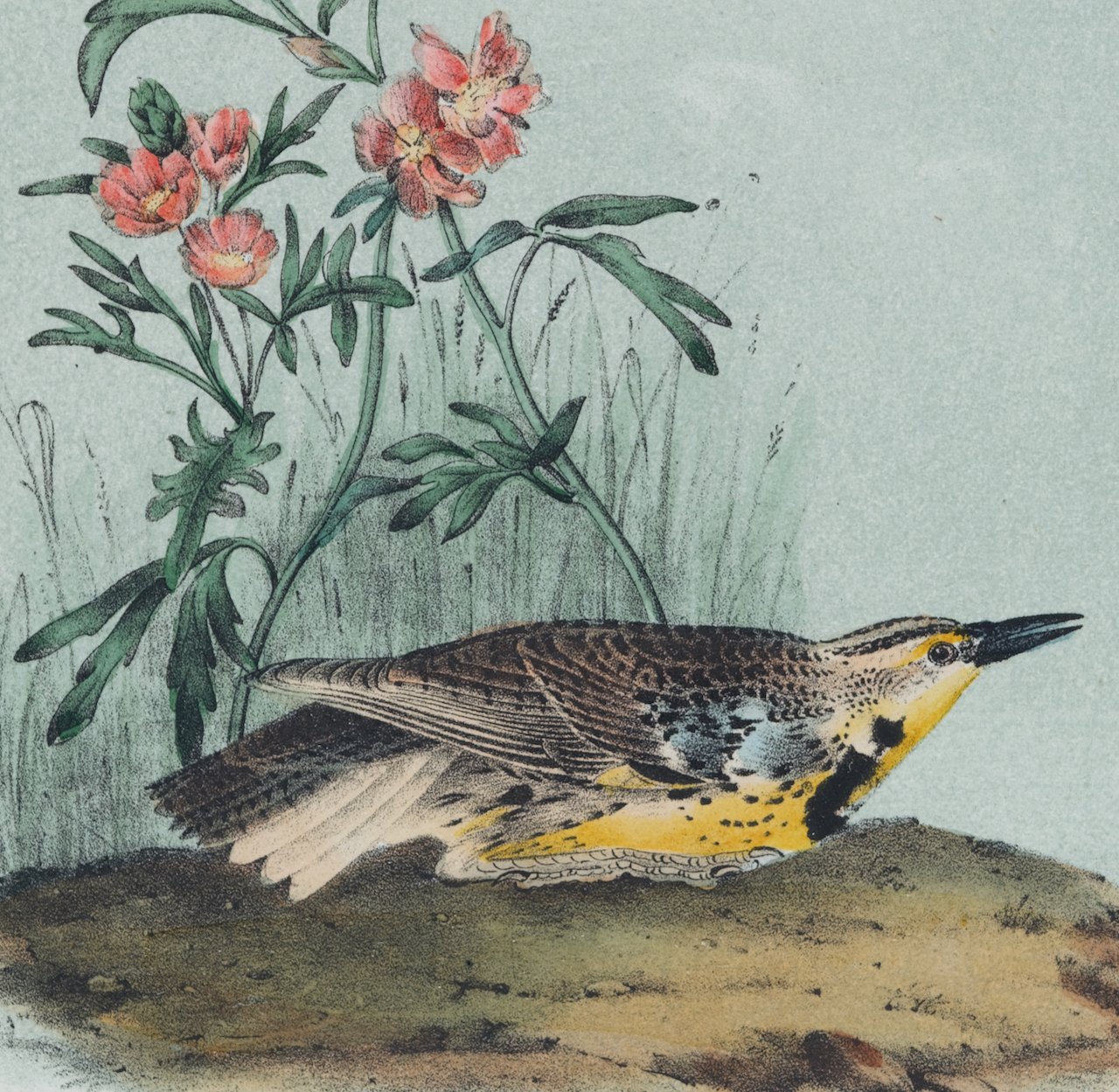 4343B Audubon, Missouri Meadow Lark.jpeg