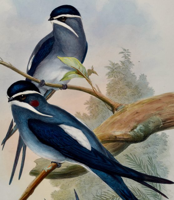 5030C Gould, Dendrochelidon Mystaceus (Bearded Tree-Swift) from Birds of Asia.jpeg