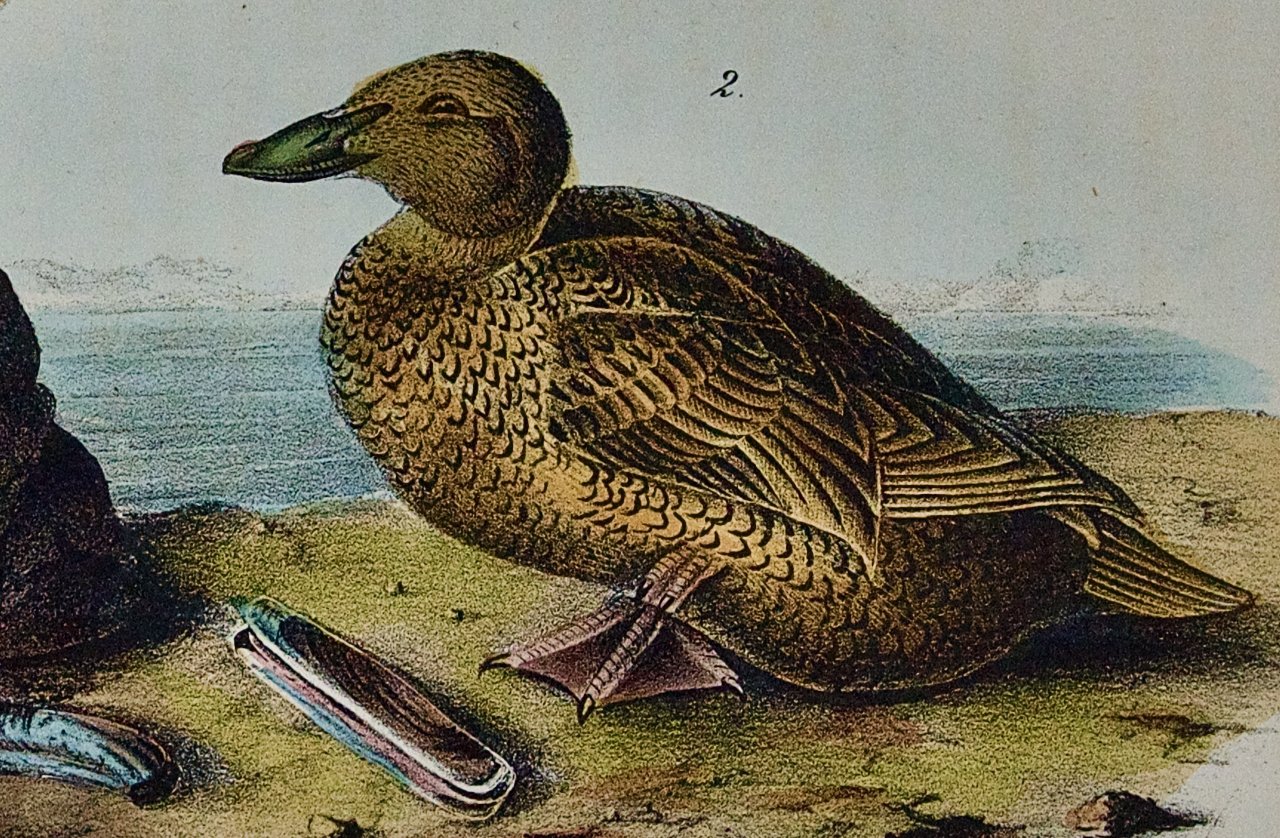 3660D Audubon, King Duck.jpeg