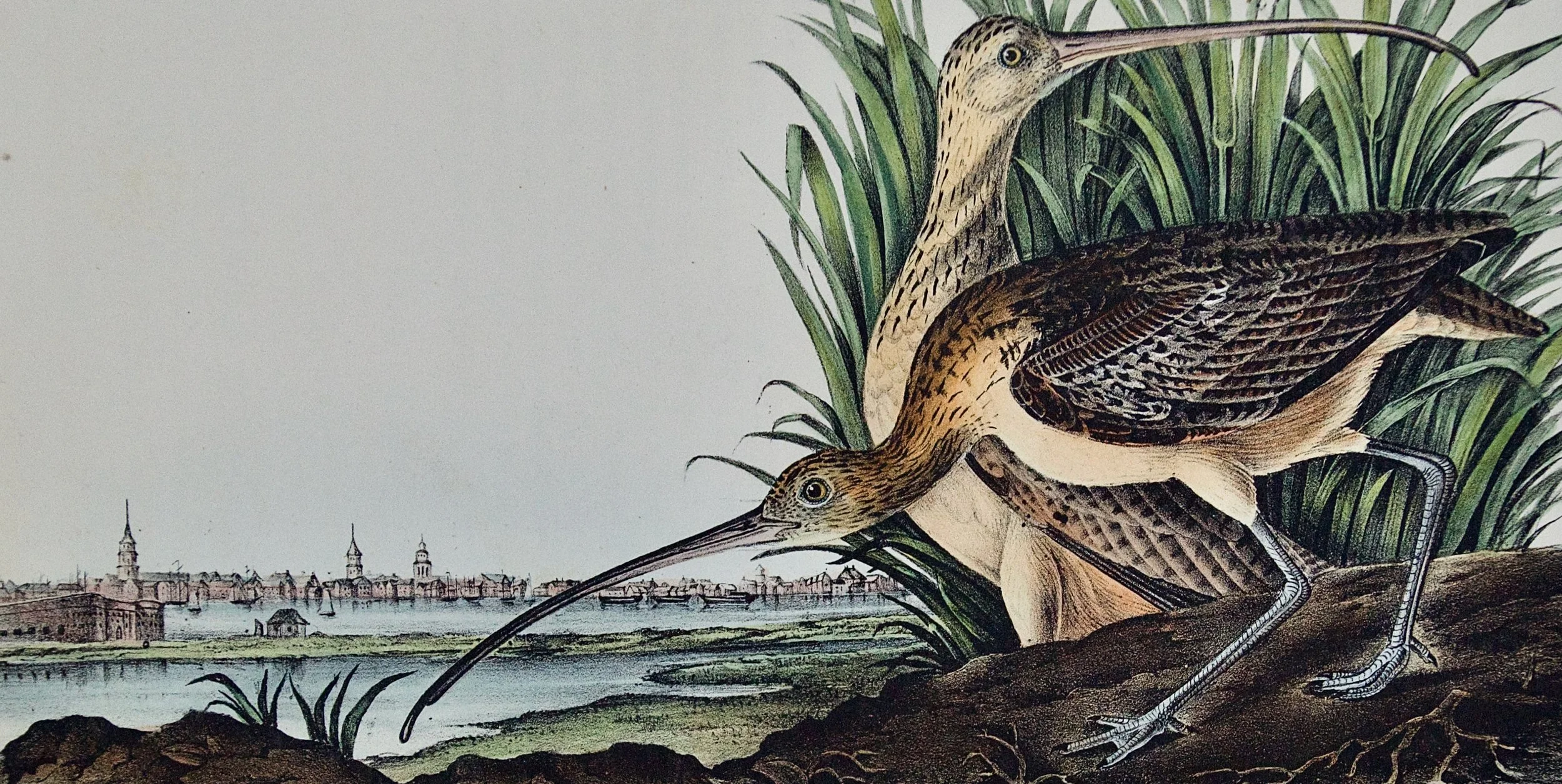2682B Audubon, Long-billed Curlew, 1. Male, 2. Female, City of Charleston.jpeg