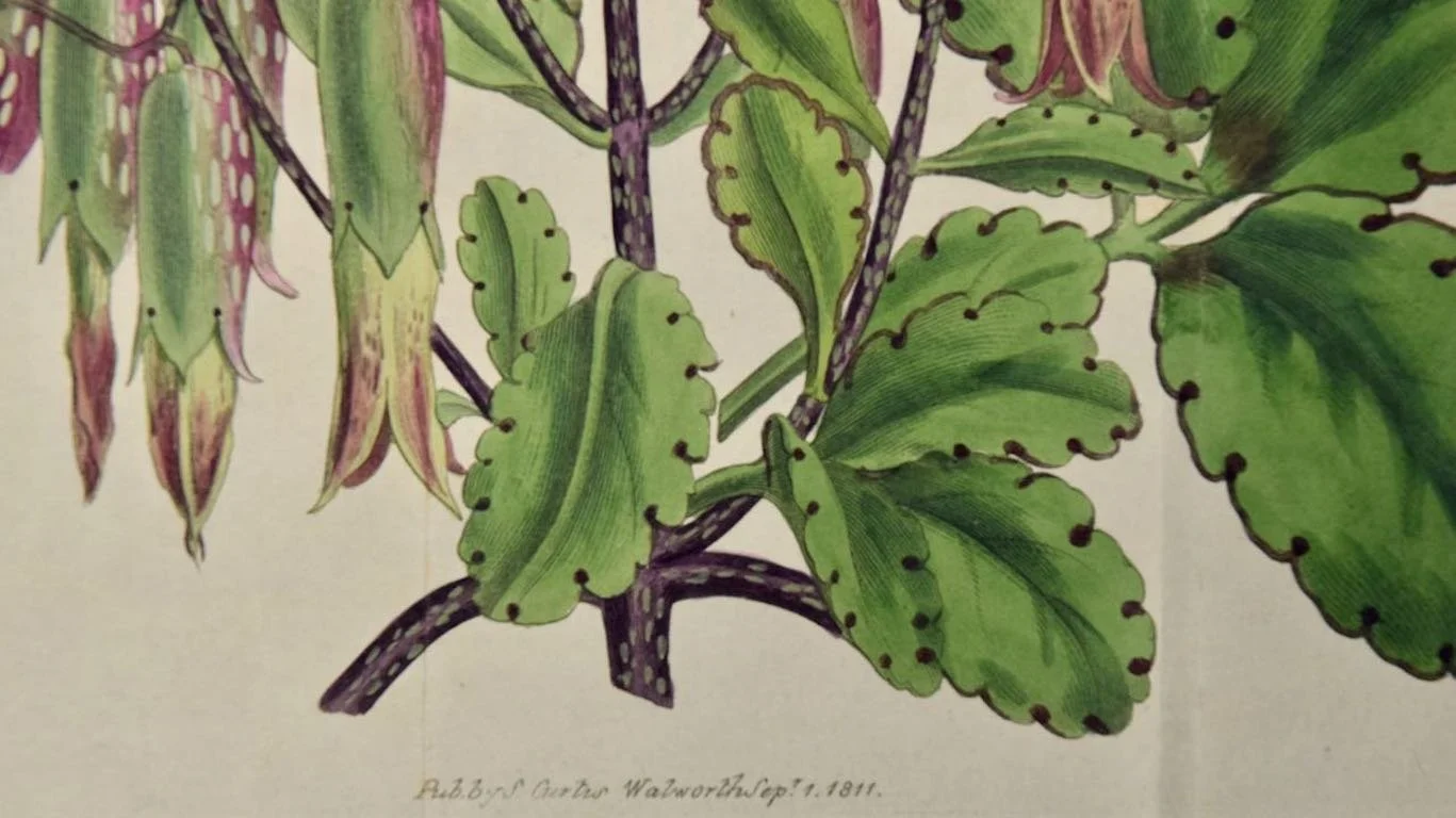 2308D Curtis, Pendulous-flowered Bryophyllum.jpg