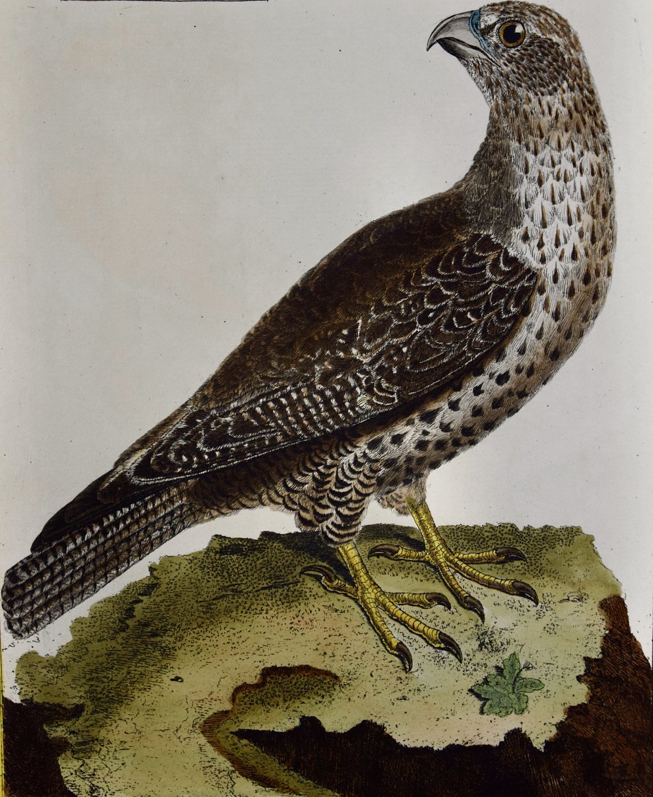 4649B Martinet, Gerfault d''Islande (Icelandic Ger Falcon), Pl. 210.jpeg