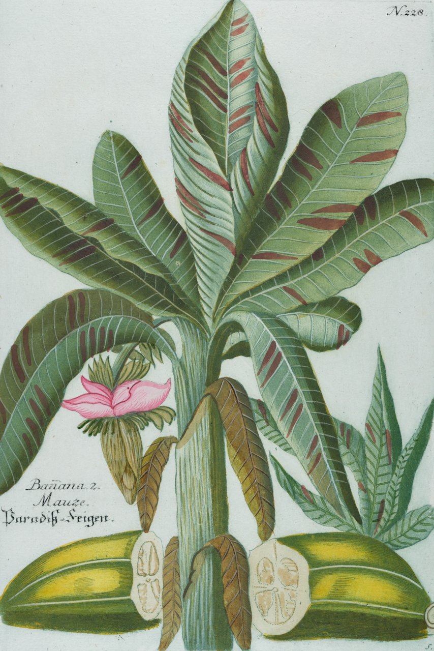3909A Weinmann, Banana 2. Mauze, Baradis-feigen, Pl. 228.jpeg