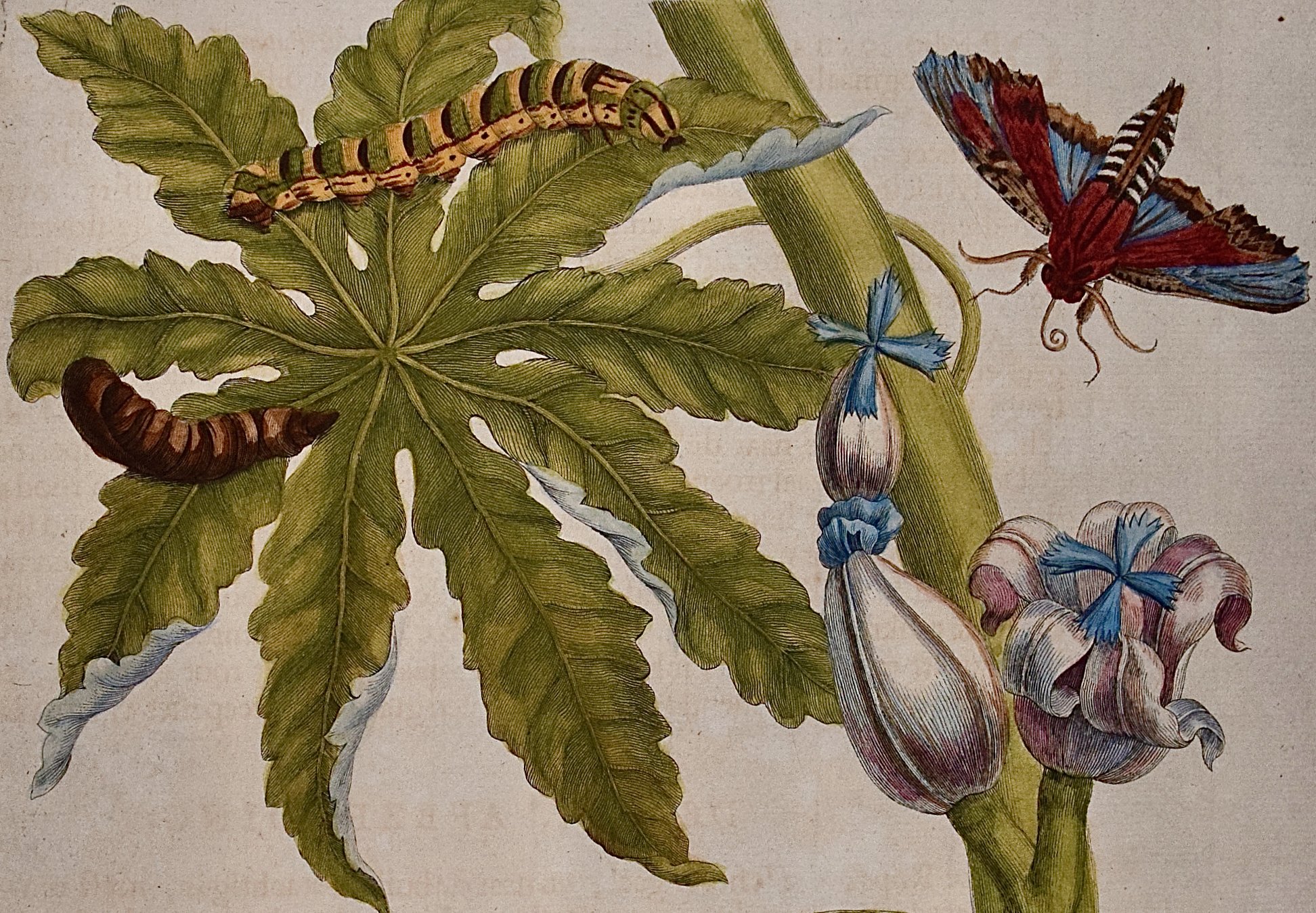 5036B Merian, Papaya & Moth Metamorphosis, Pl. 64.jpeg
