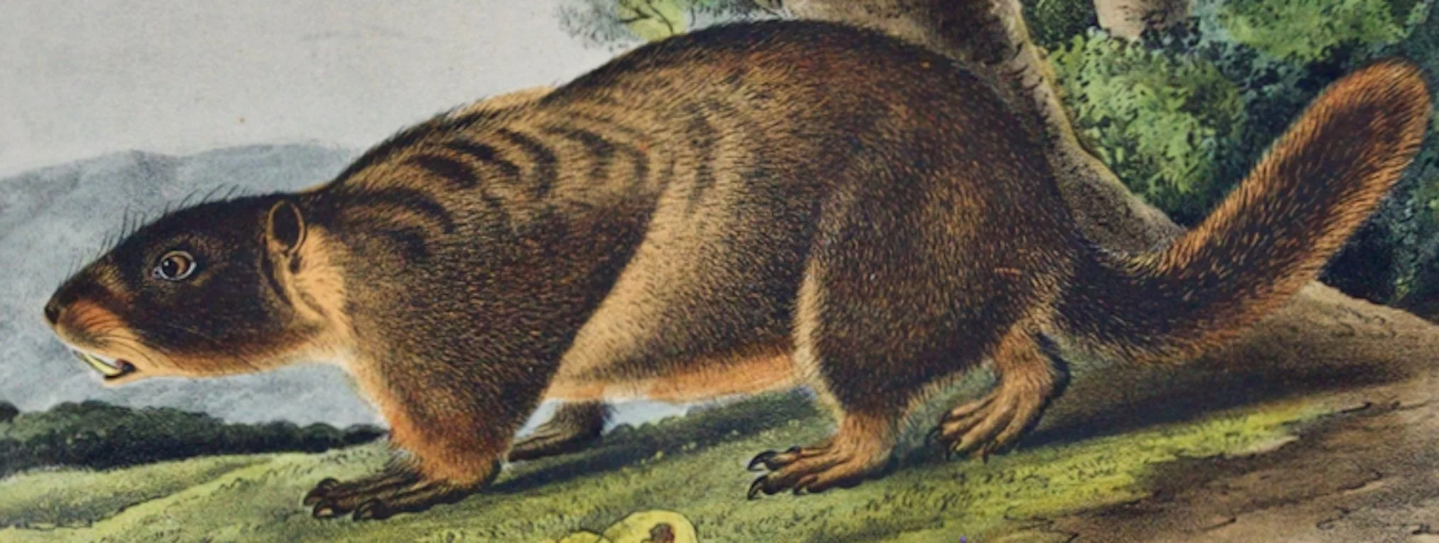 2095C Audubon, Yellow-bellied Marmot.jpeg