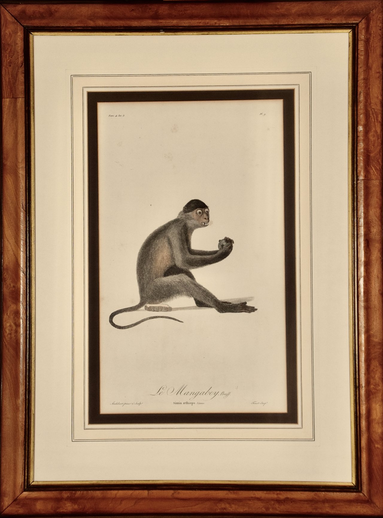 4833-1 Audebert, Le Mangabey Monkey.jpeg