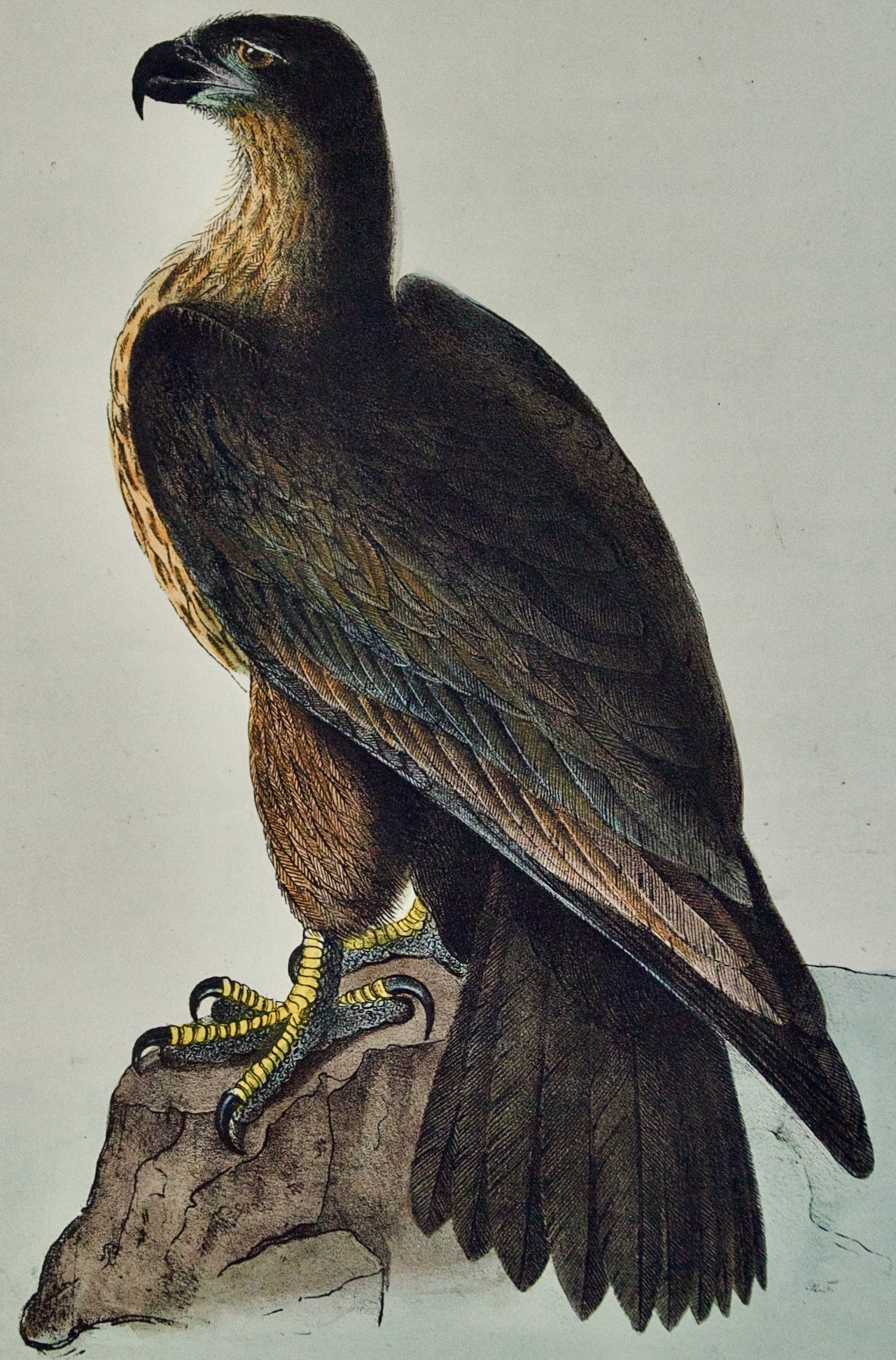 4105A Audubon, Washington Sea Eagle.jpeg