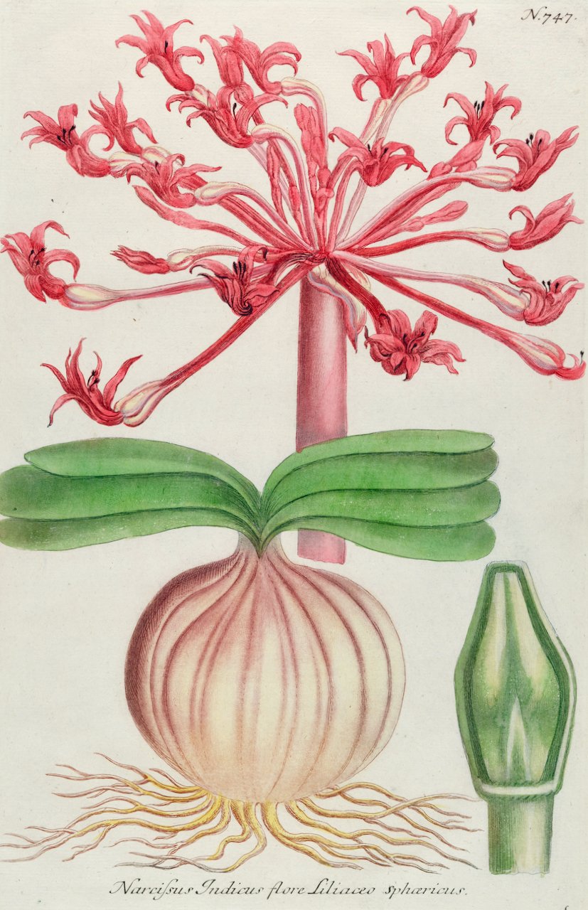 4968A Weinmann, Narcissus Indicus flore Liliace.jpeg