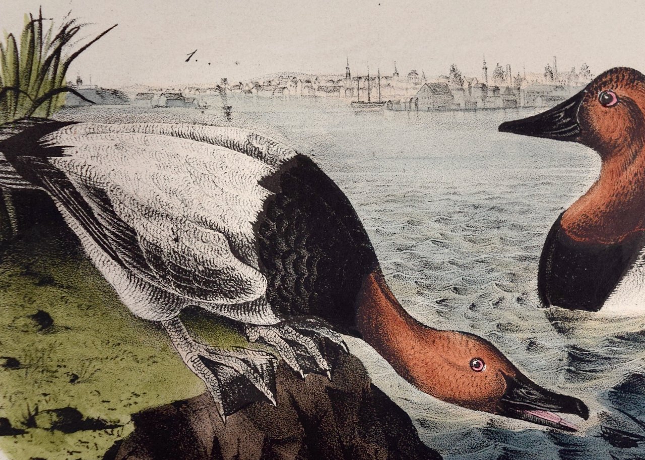 4957B Audubon, Canvass Back Duck, No. 79, Pl. 395.jpeg