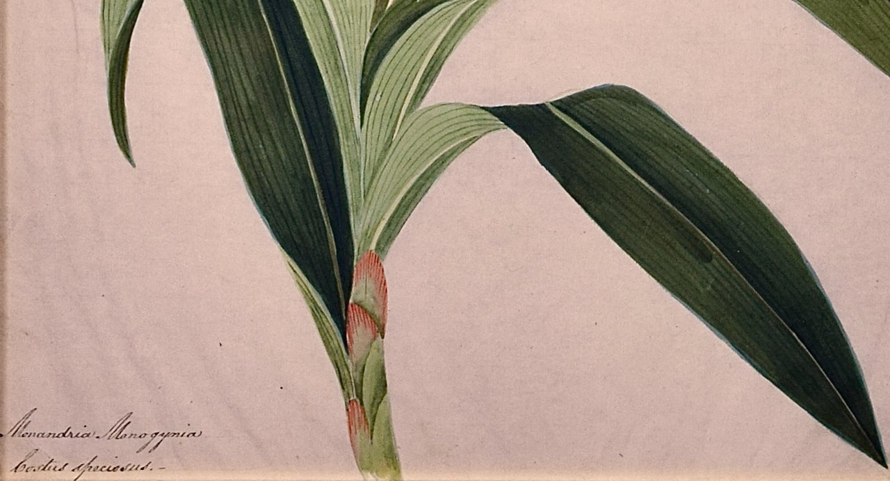 3643C Anonymous, Monandria Monogymia, Costus Speciosus.jpeg
