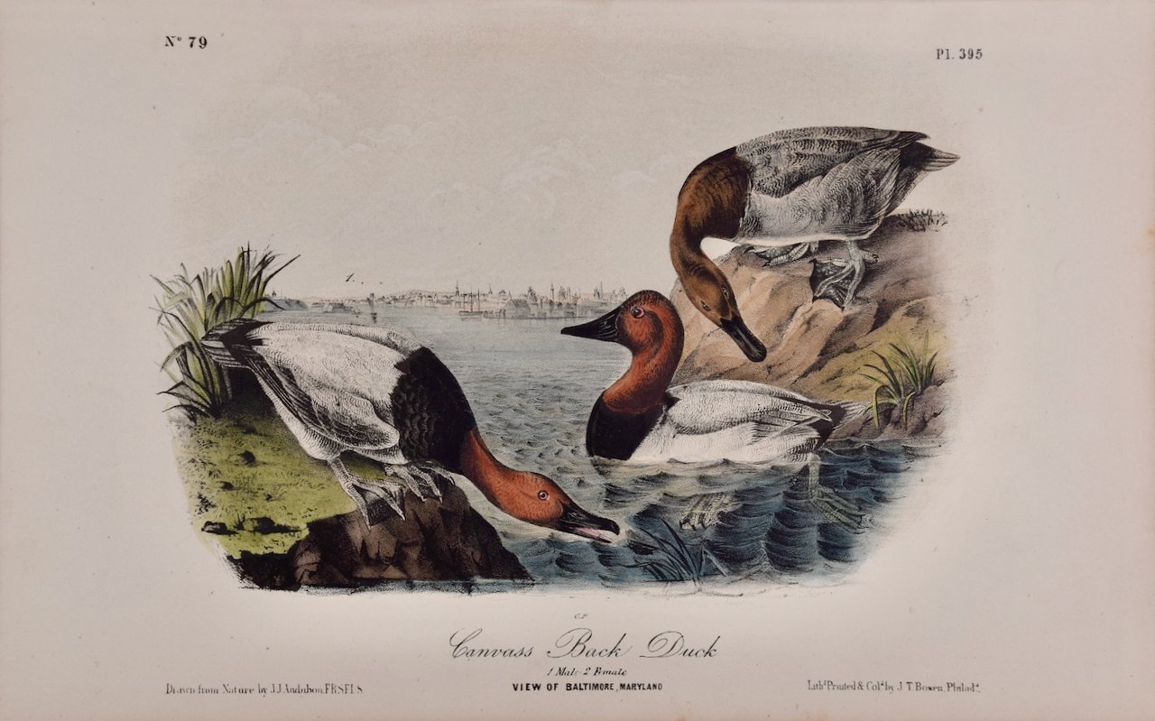 4957 Audubon, Canvass Back Duck, No. 79, Pl. 395.jpeg